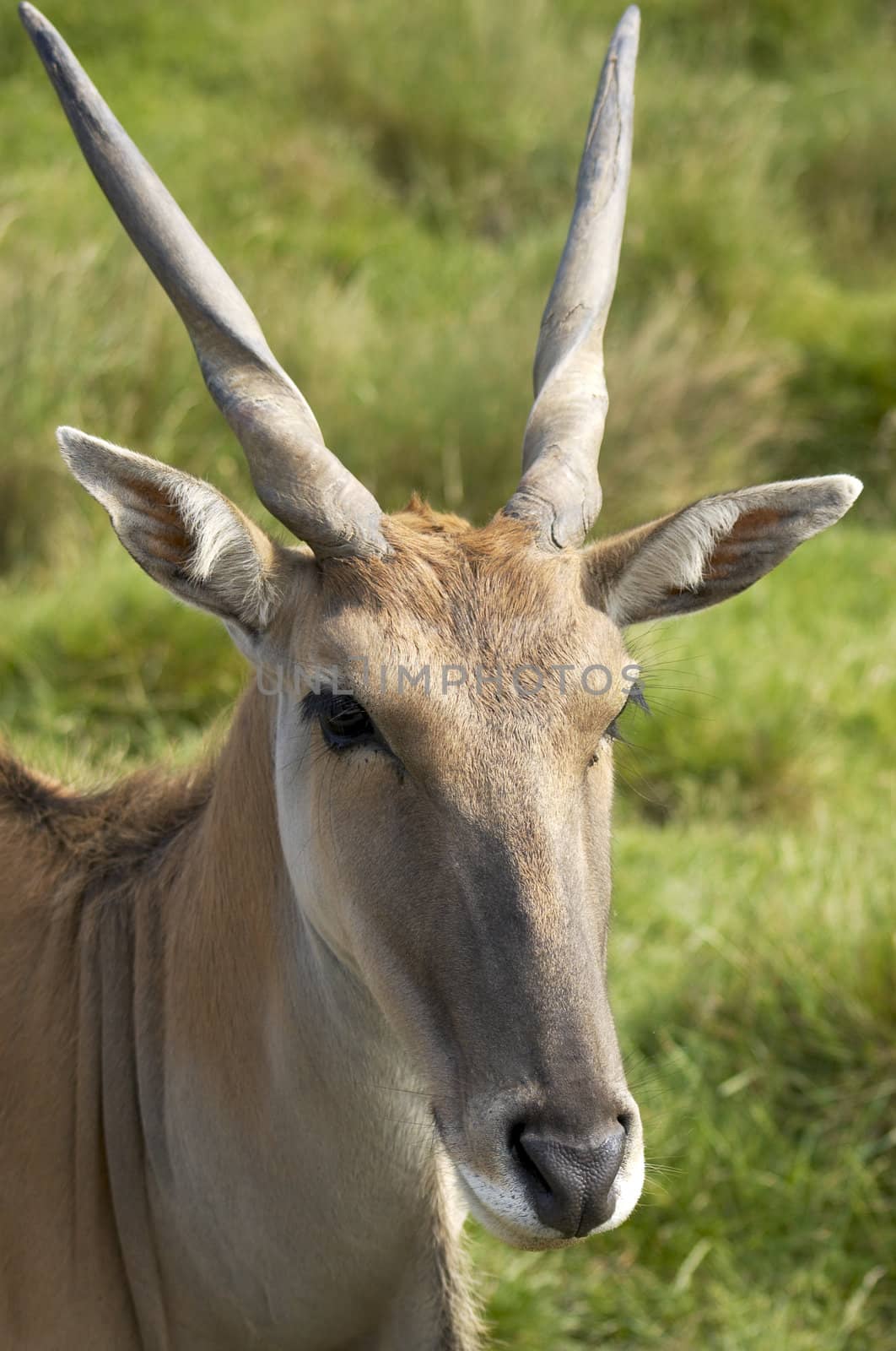 An antelope ina wild life park in Kent, England