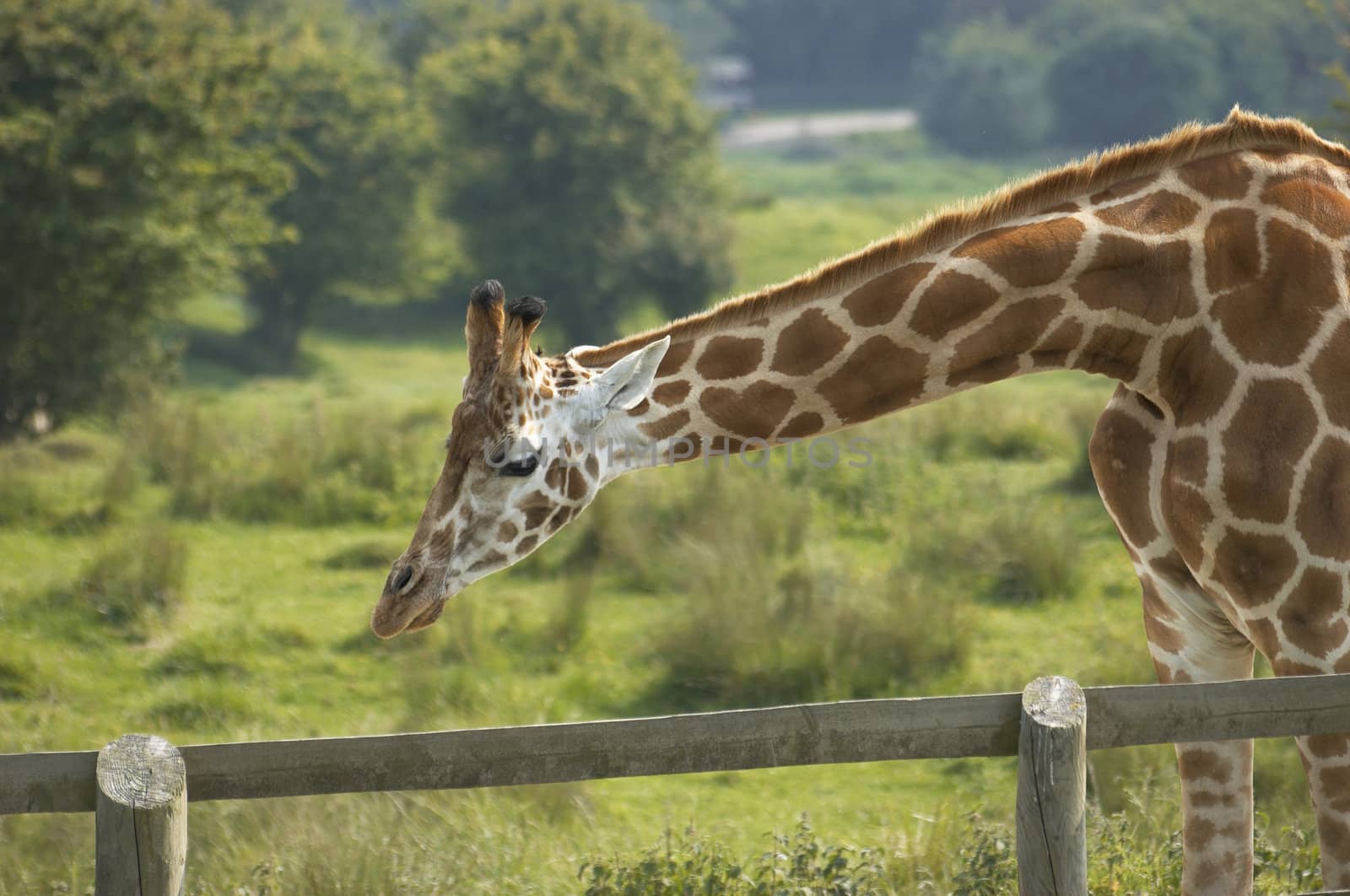 A Giraffe portrait with head and long neck