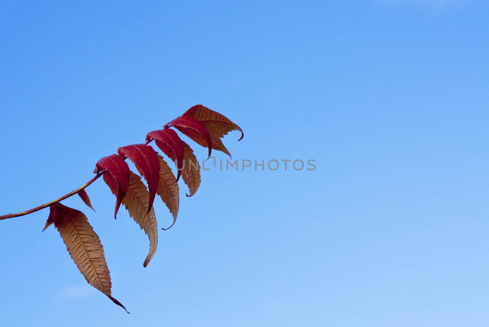 Autumn leaves against blue sky.