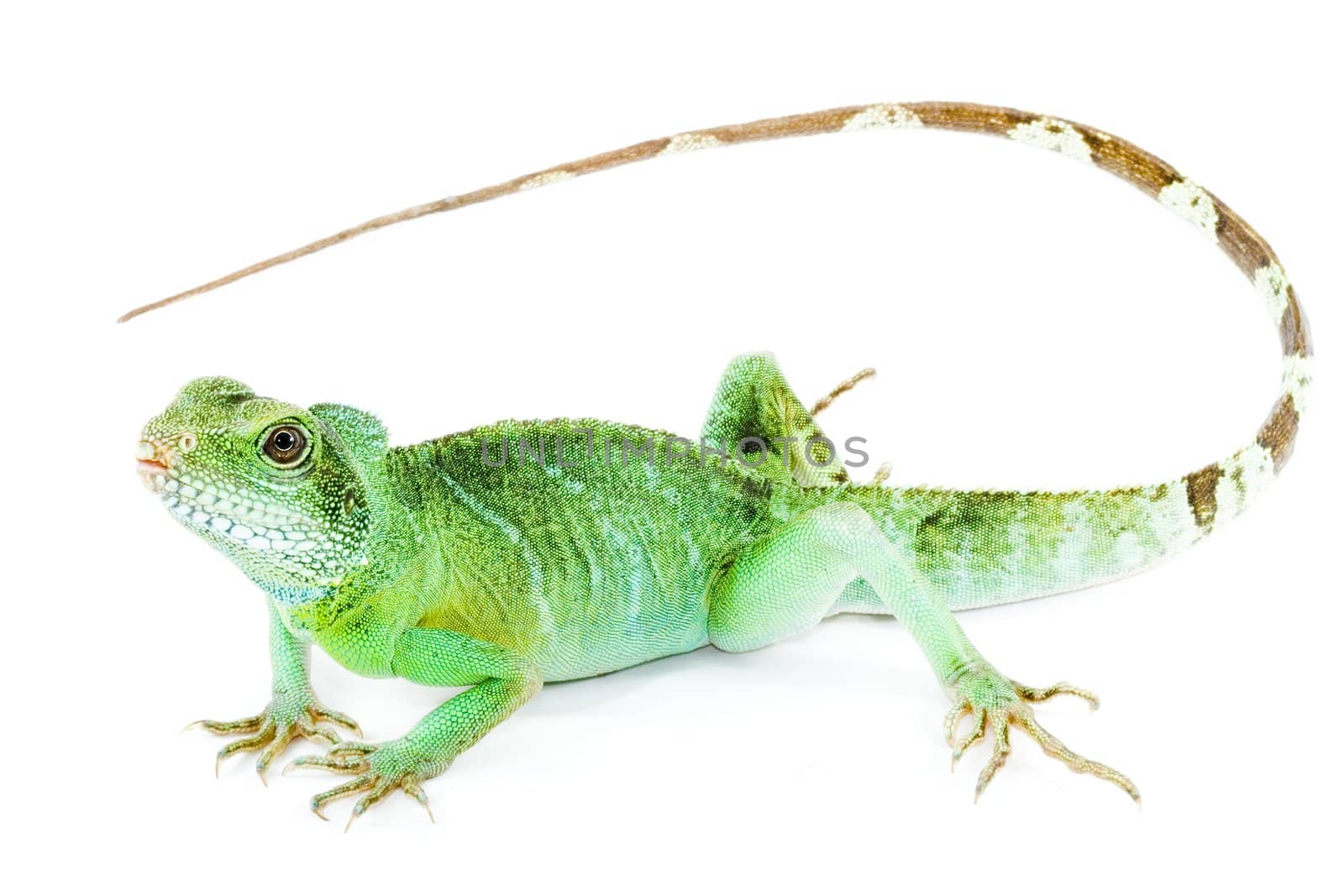 detail of an adult agama Physignathus cocincinus 