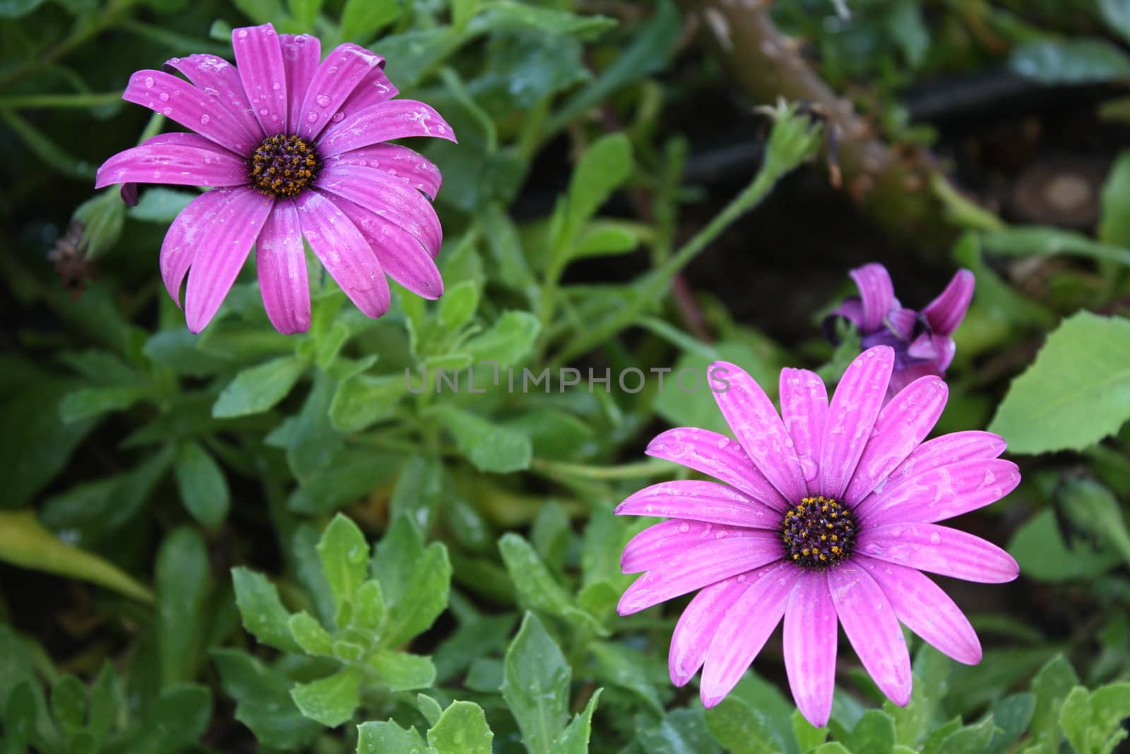 Two pink daisies over a leafy and green background.