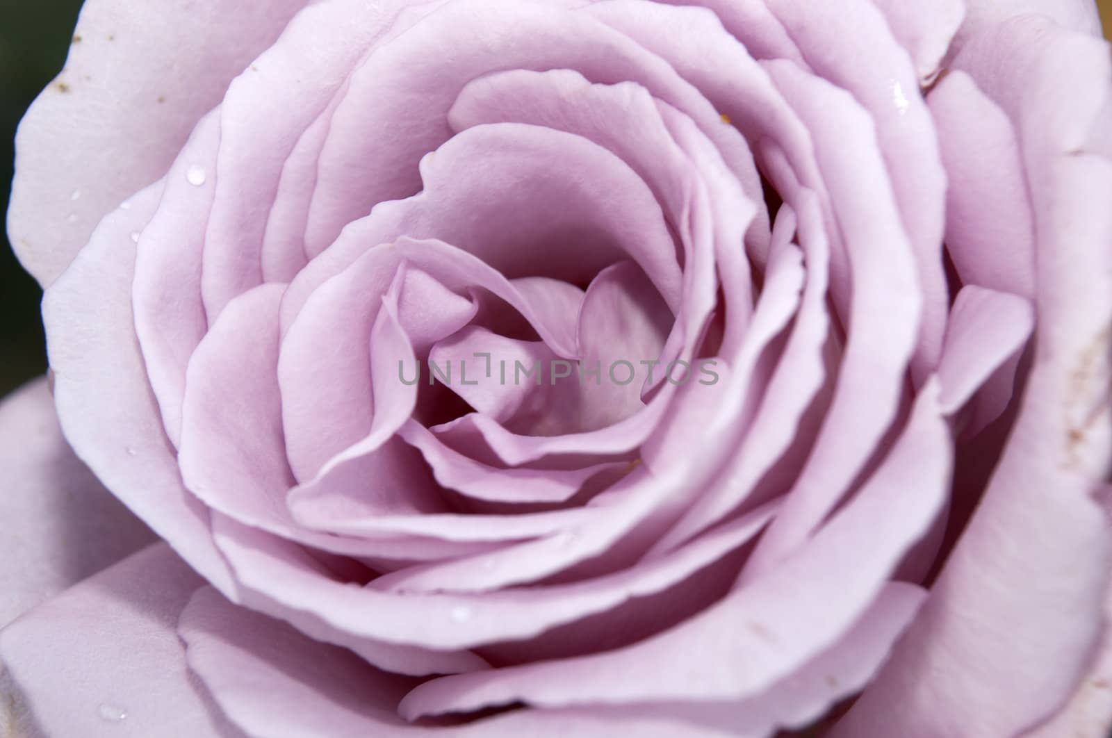 A Detailed shot of a purple rose
