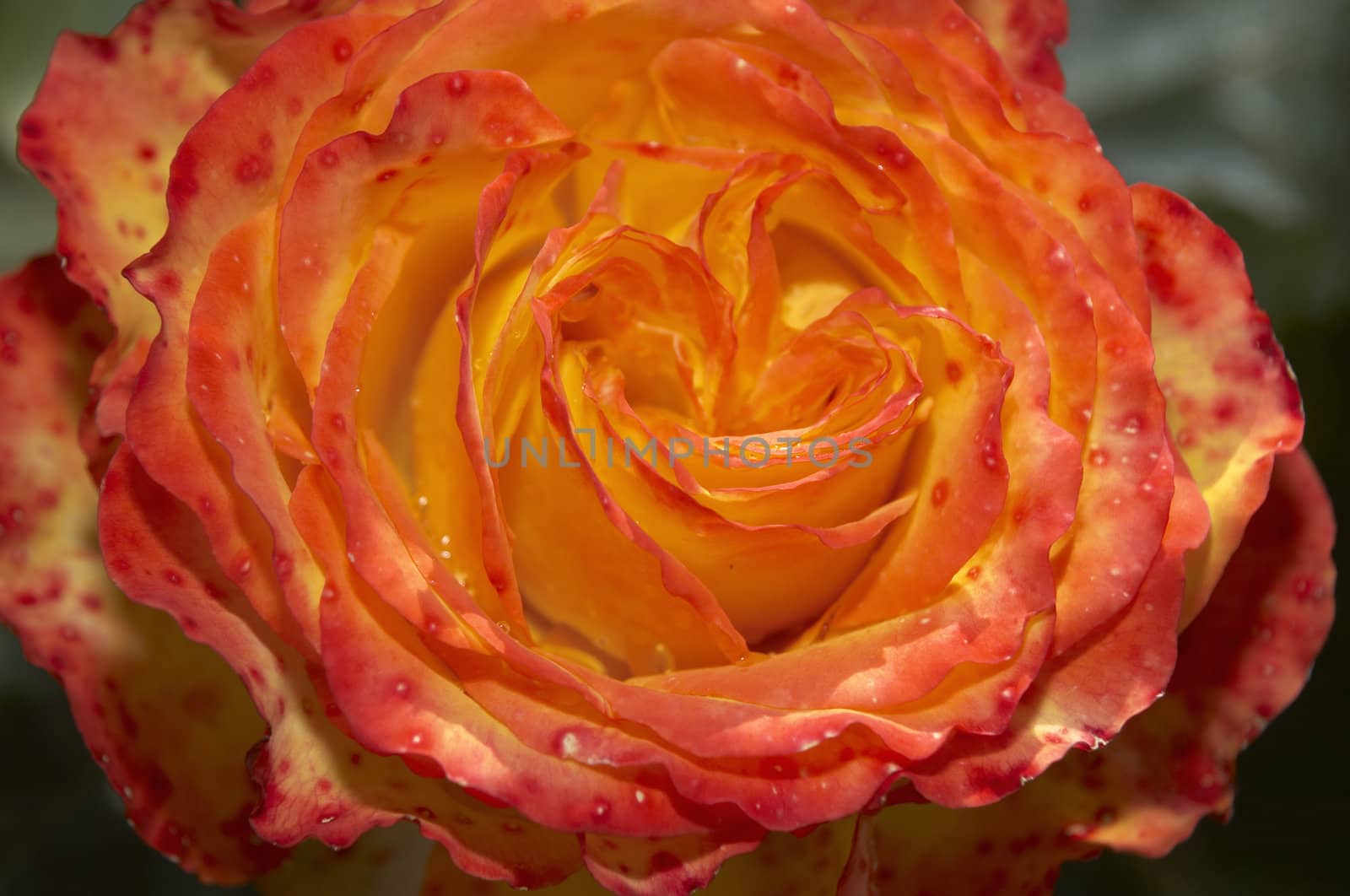 Detail on an orange rose on the bush