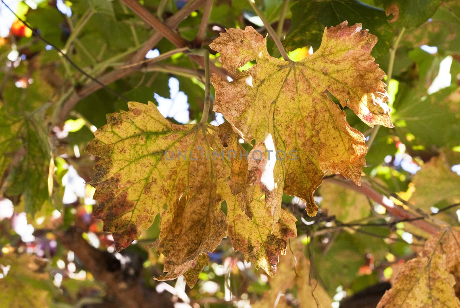 Closeup of golden vine leaves in autumn.