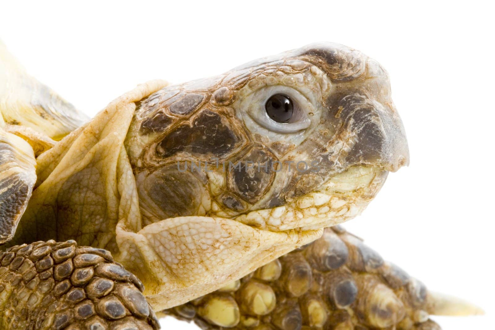 head and face of a tortoise - Testudo horsfieldi - on the white background - close up