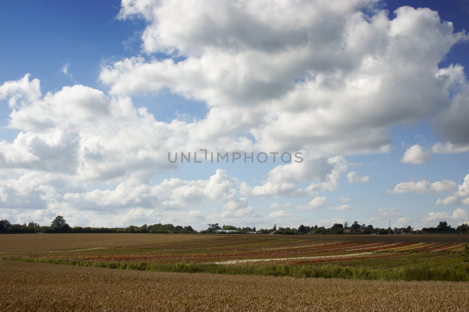 A summer landscape with wheat and blue sky