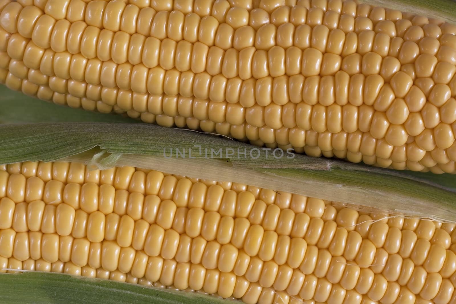 Closeup of two corns on the cob.