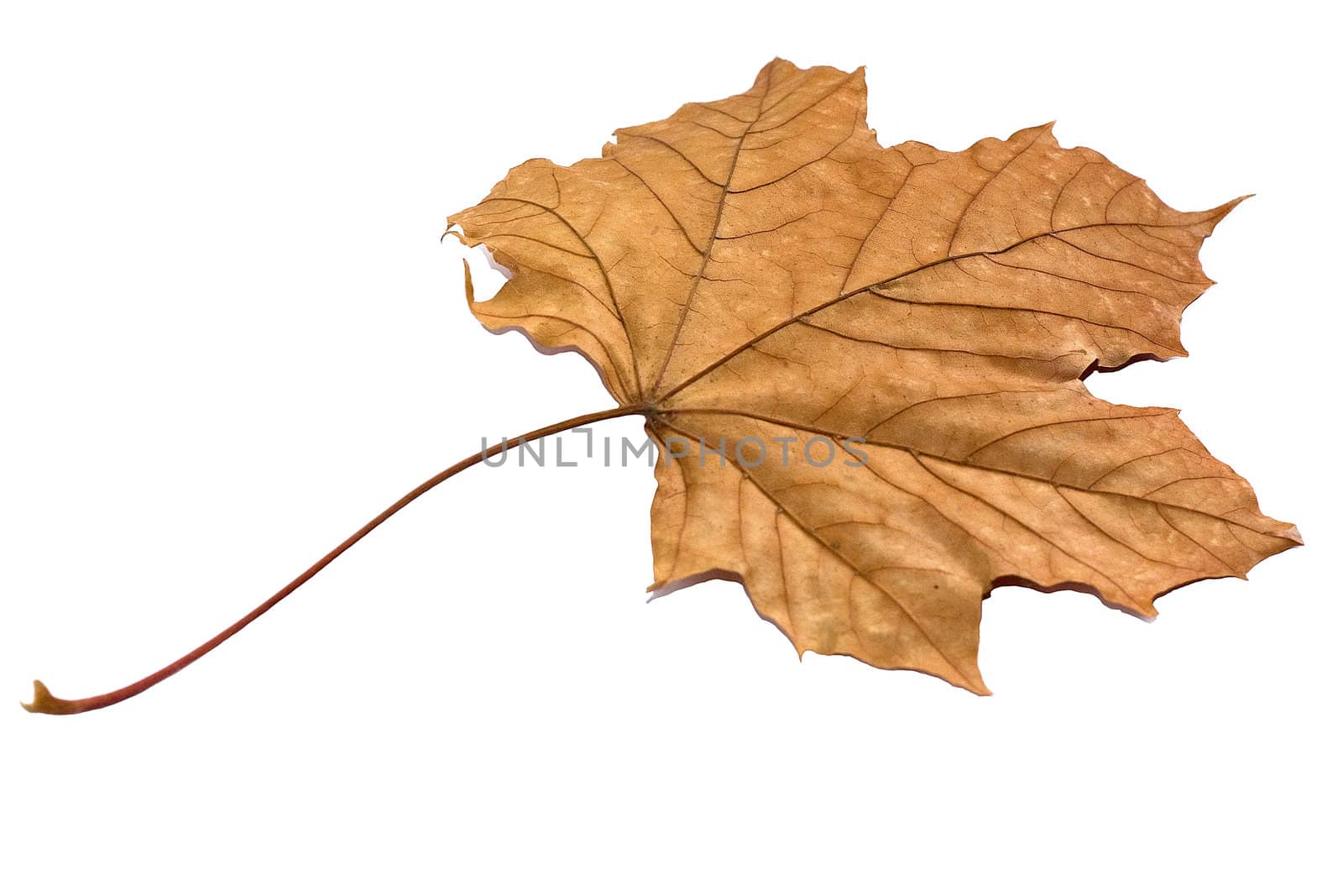 Golden dry leaf isolated over a white background.