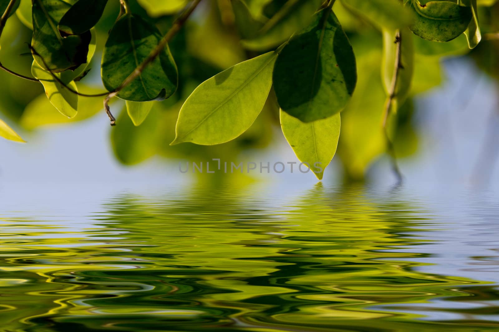 Green leaves with a blue sky as background