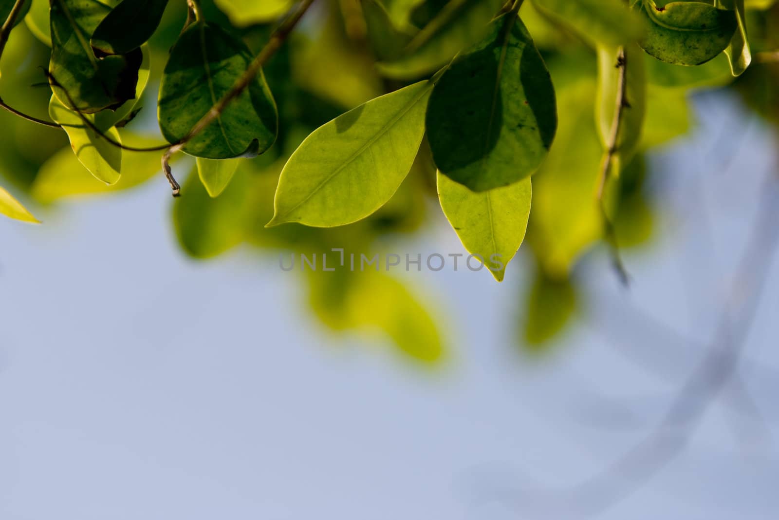 Green leaves with a blue sky as background