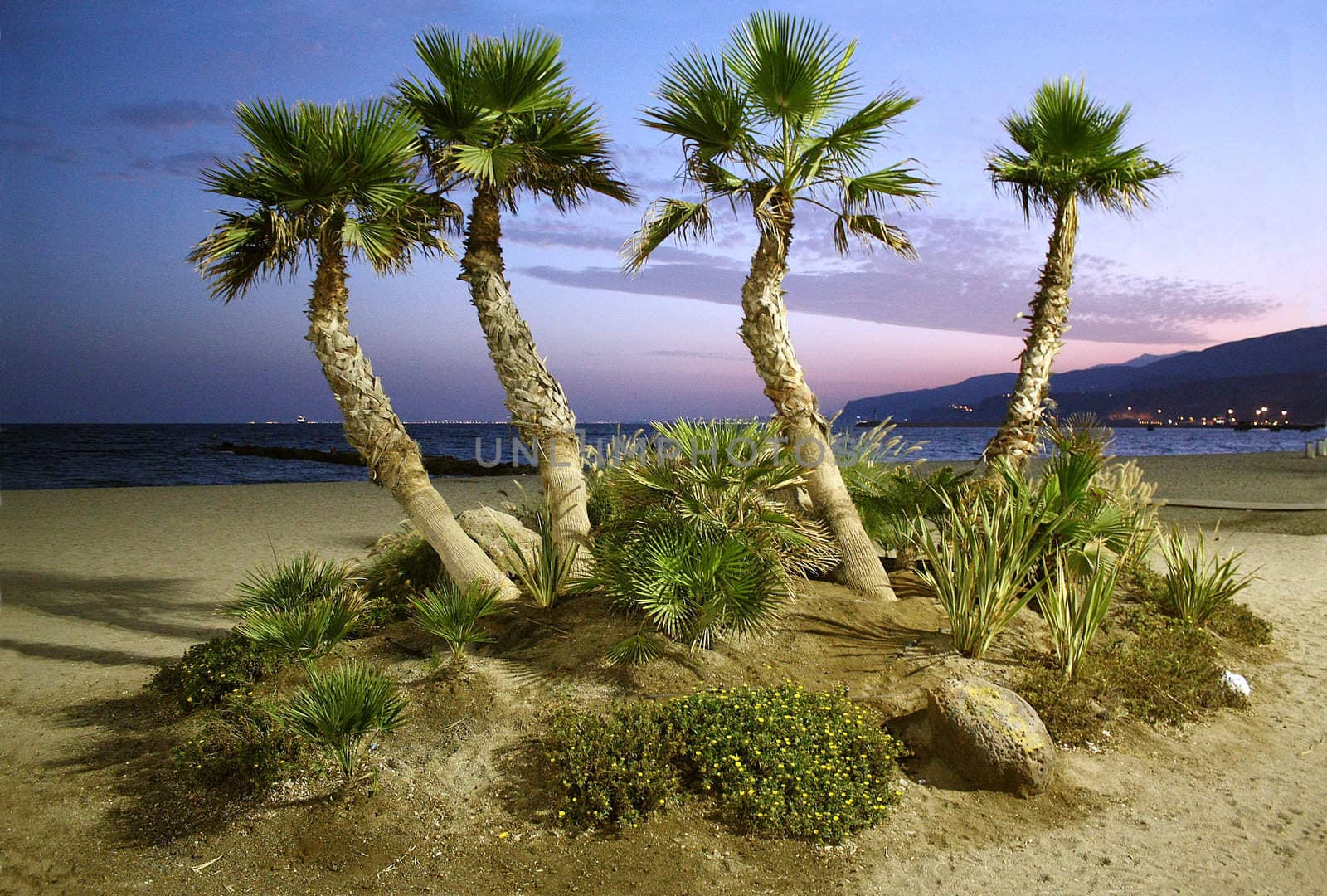 Palm trees and sandy beach at sunset.