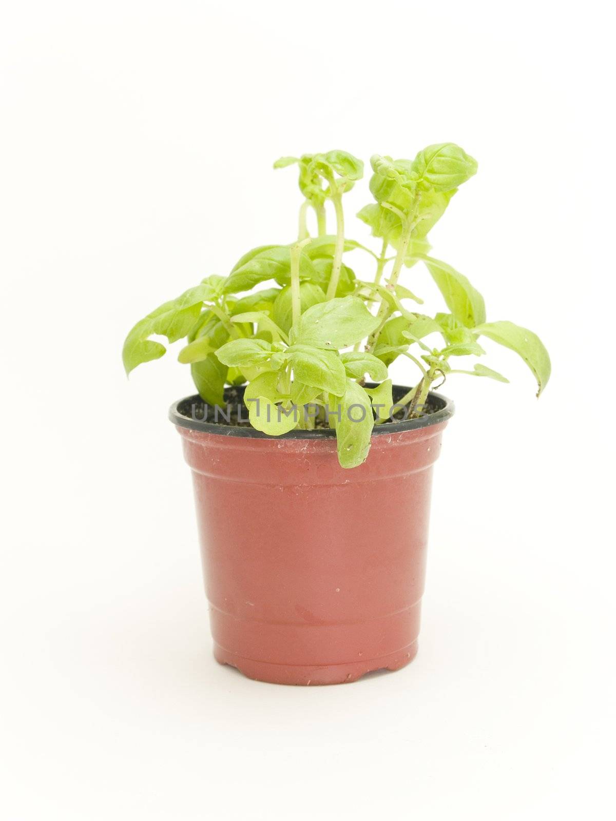 potted basil by lauria
