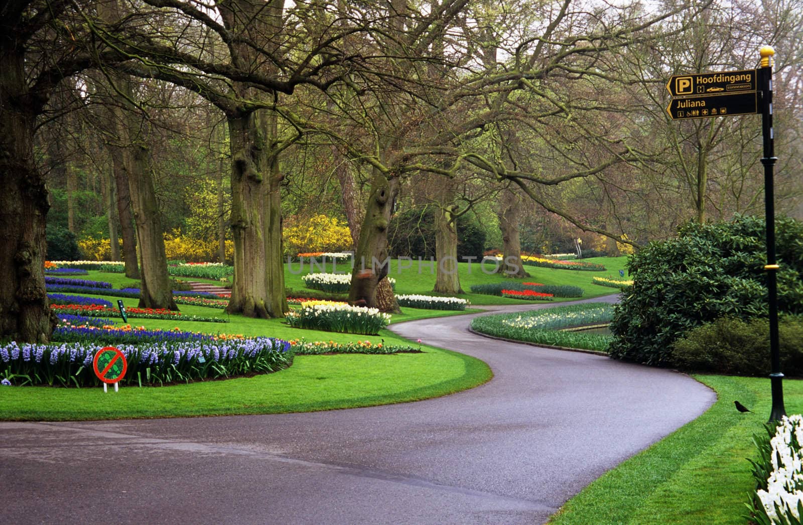 Pathways lead visitors past thousands of hyacinths and tulips  in the spring in Keukenhof Gardens, Lisse, The Netherlands.