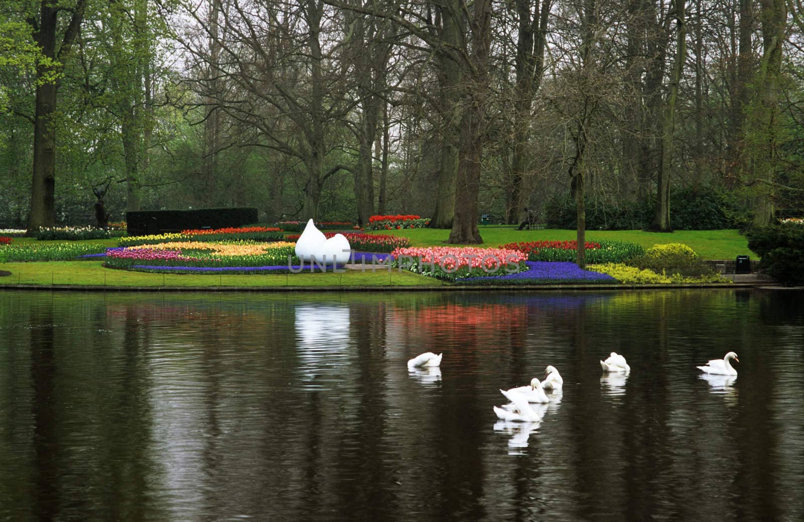 Swans at Keukenhof by ACMPhoto