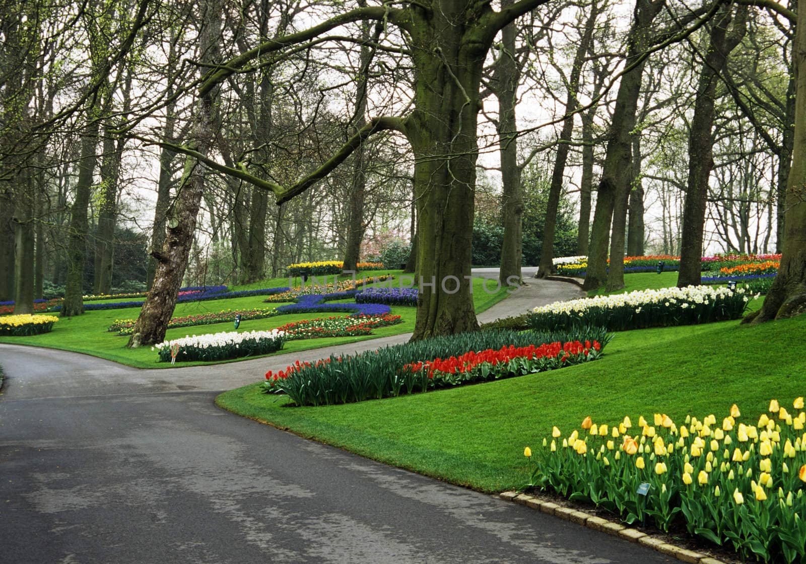 Pathways lead visitors past thousands of hyacinths and tulips  in the spring in Keukenhof Gardens, Lisse, The Netherlands.