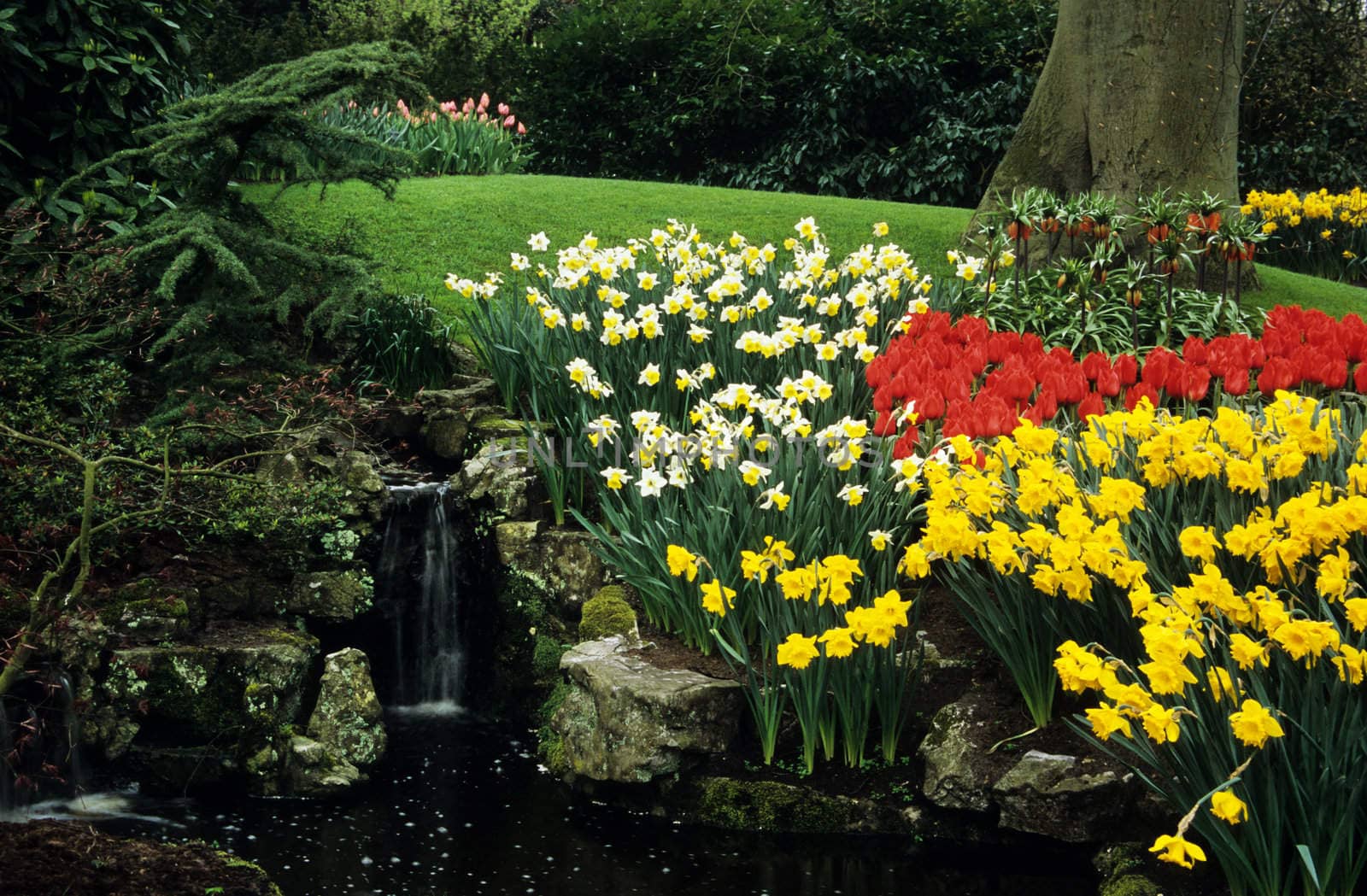 Awaterfall is surrounded by spring tulips and daffodils in Keukenhof Gardens, Lisse, The Netherlands.