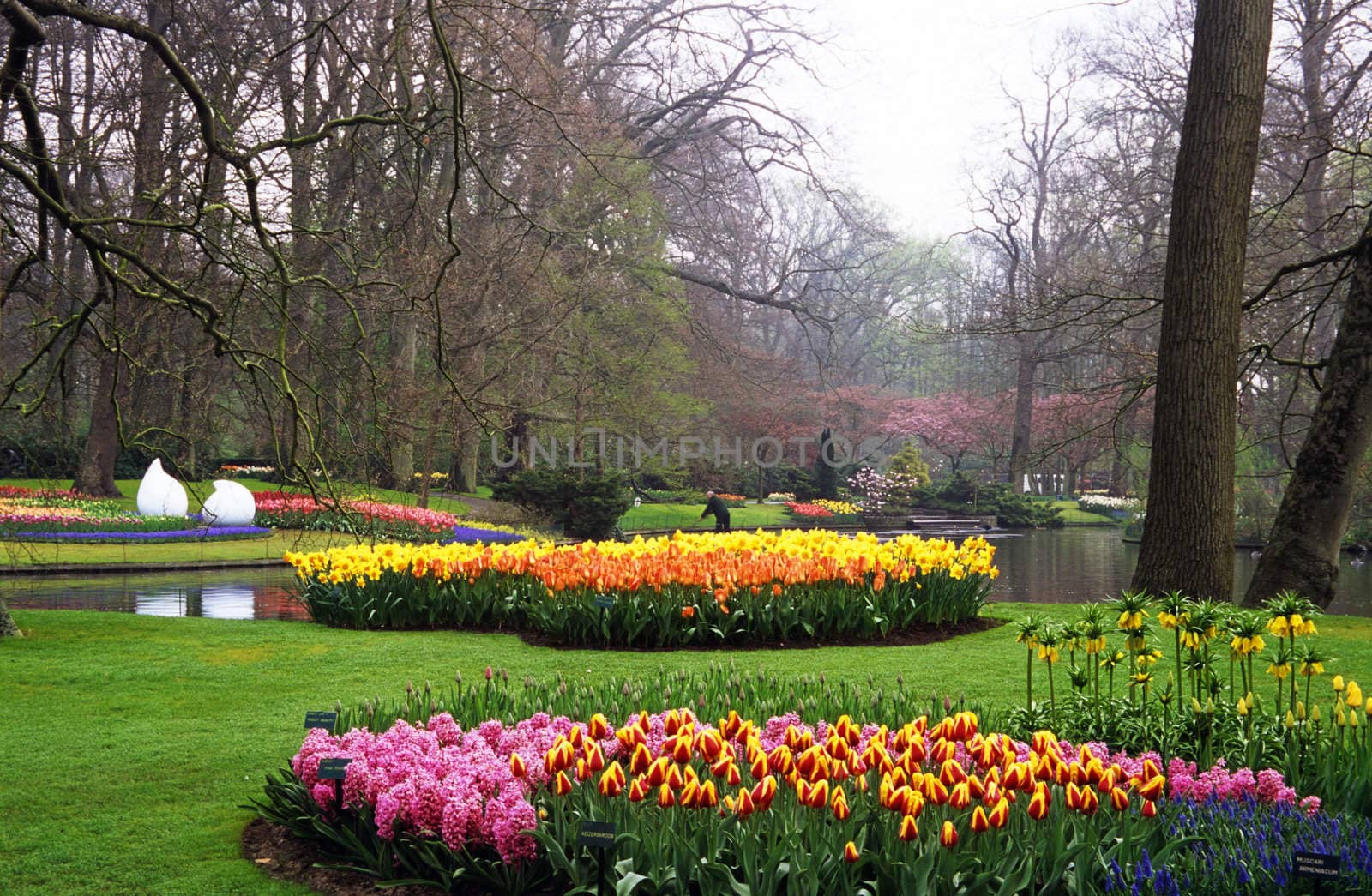 Thousands of hyacinths and tulips bloom in the spring in Keukenhof Gardens, Lisse, The Netherlands.