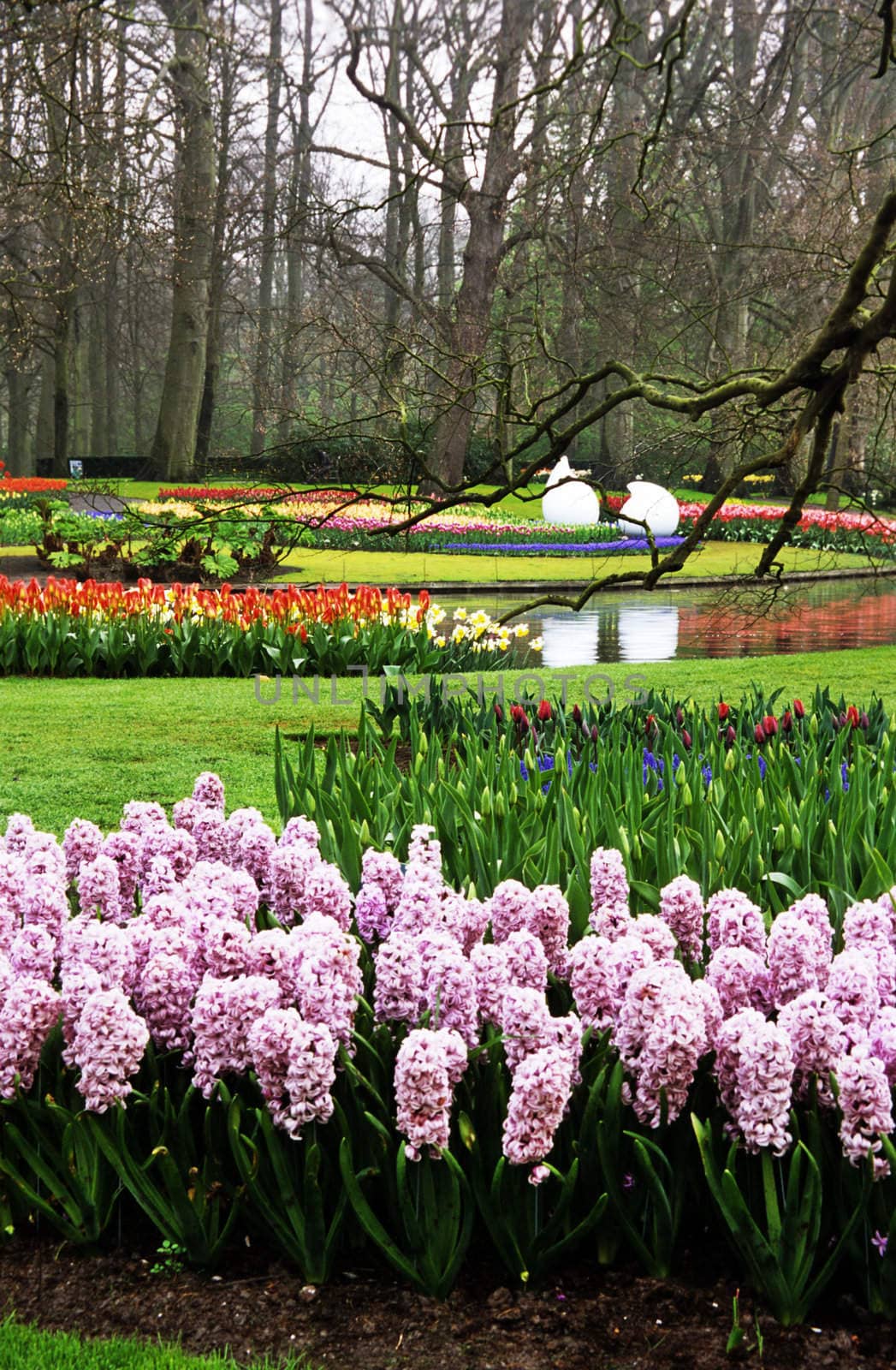 Hyacinths and Tulips at Keukenhof by ACMPhoto