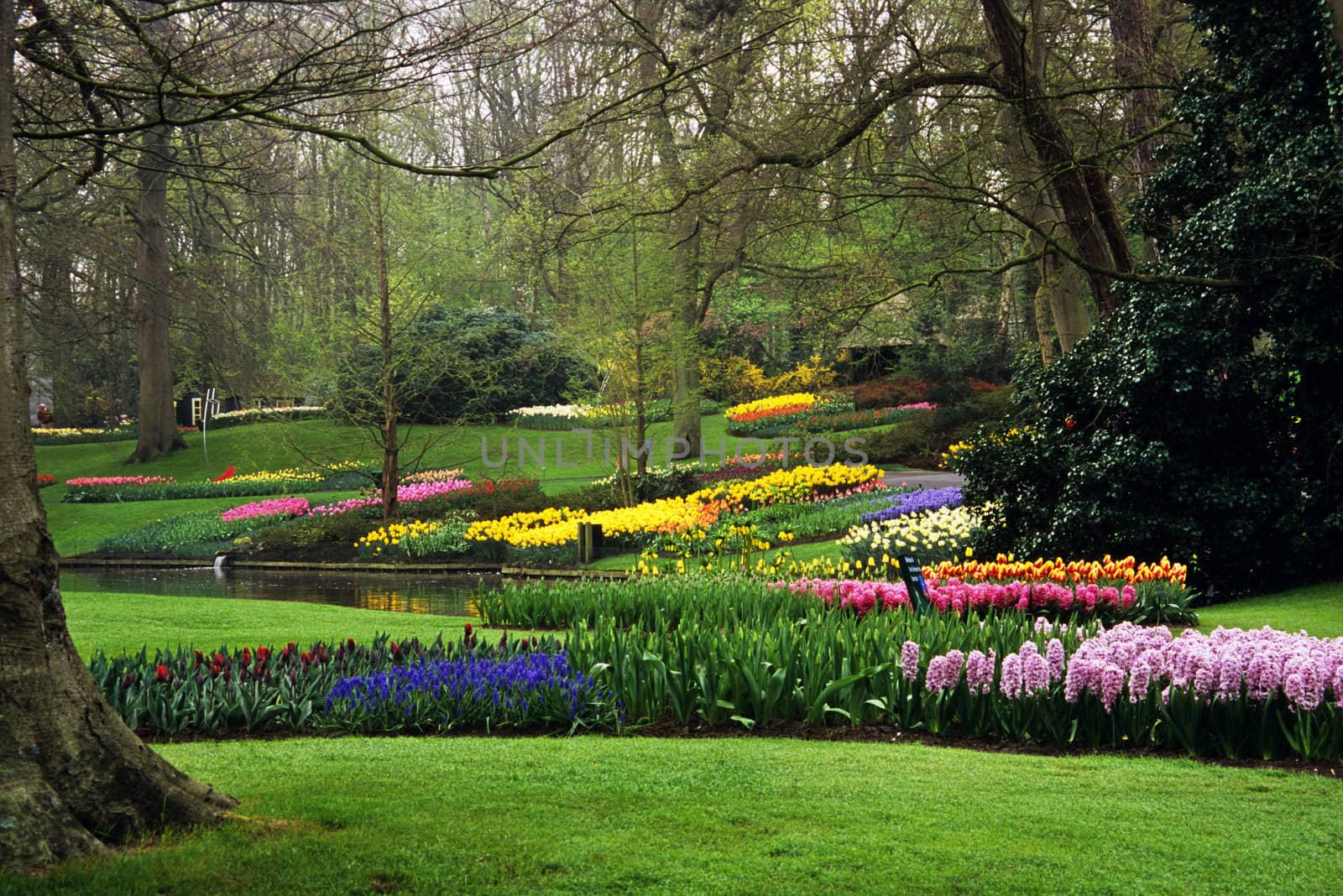 Thousands of hyacinths and tulips bloom in the spring in Keukenhof Gardens, Lisse, The Netherlands.