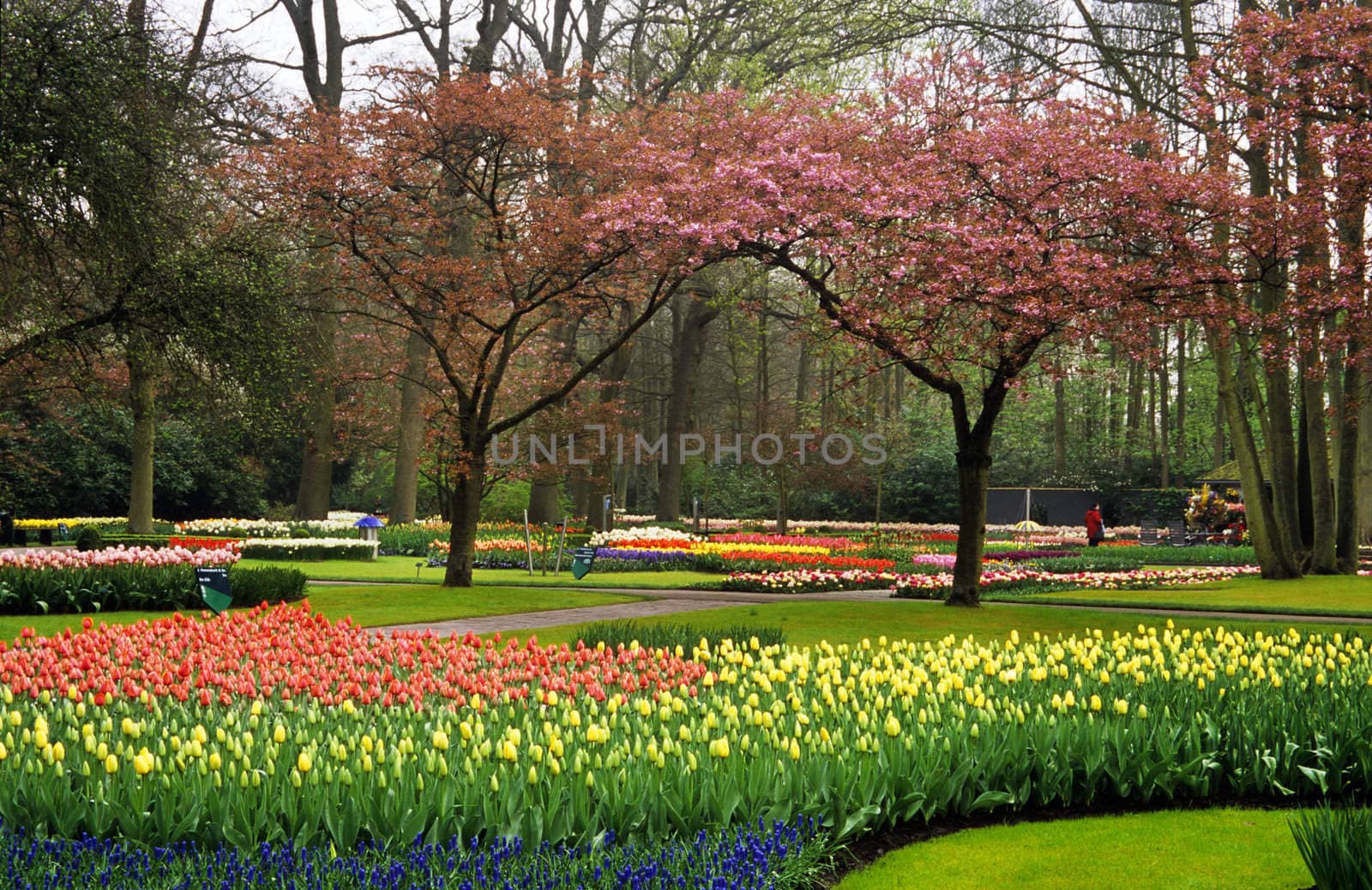Trees and bulbs bloom and flower in springtime at Keukenhof Gardens in Lisse, the Netherlands.