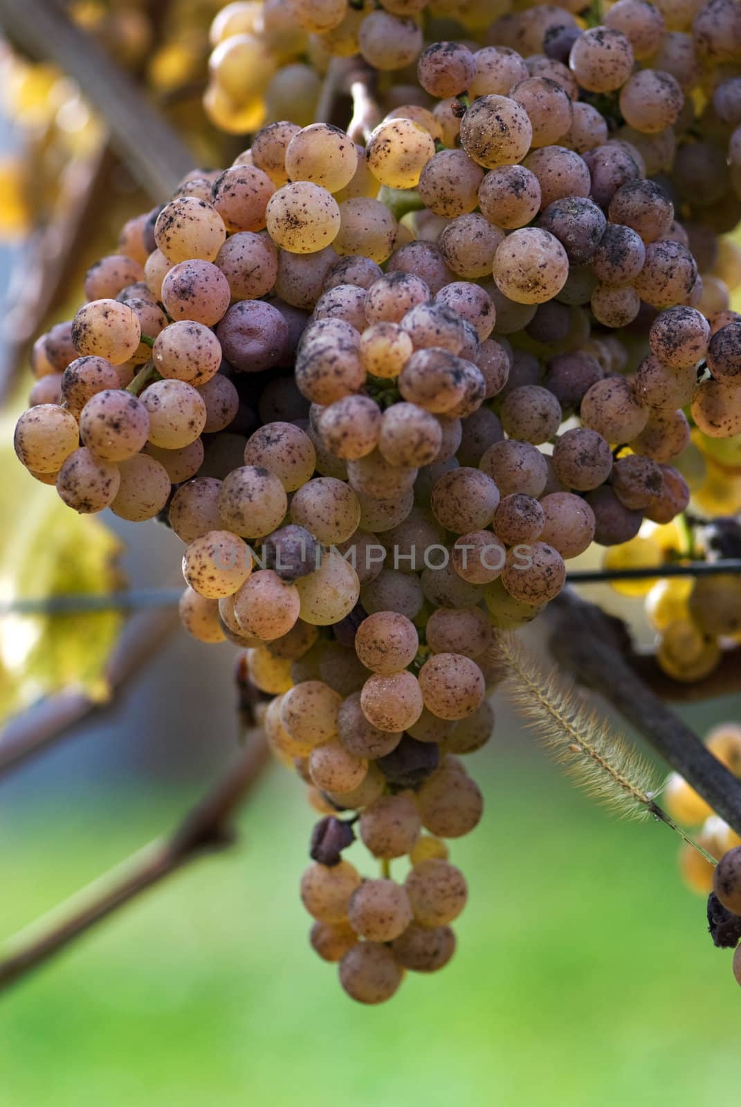 Gros Manseng and Petit Manseng grapes are grown for Jurancon wine in Southwest France.