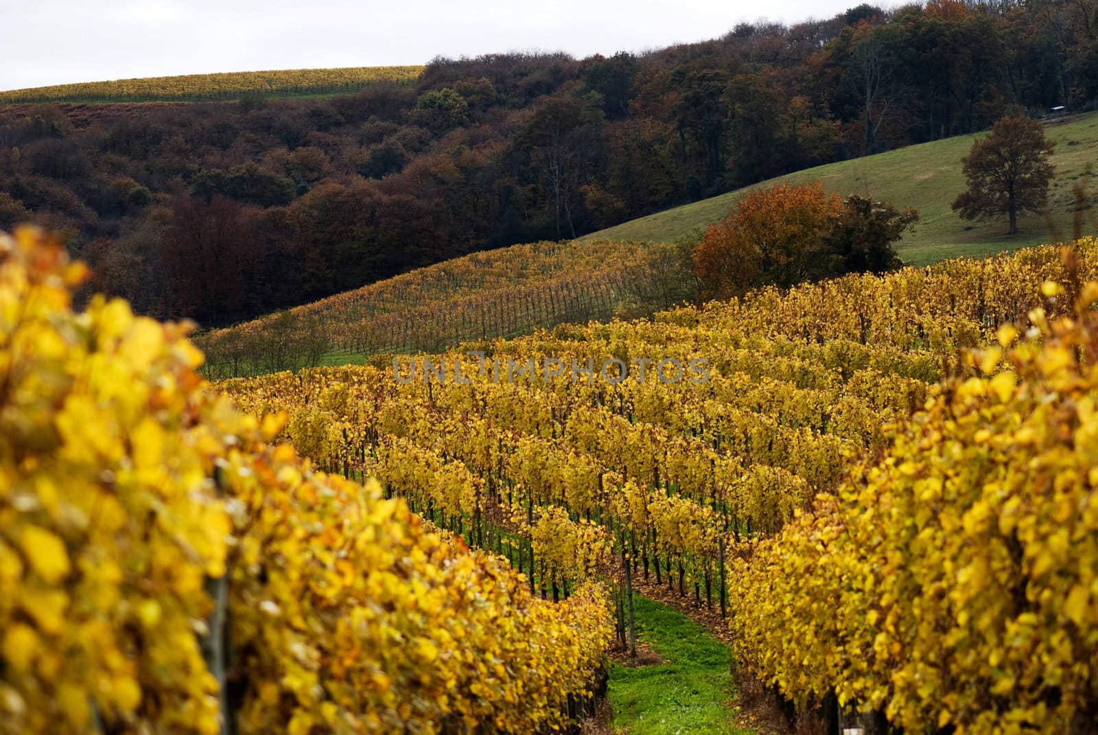 The vineyards in the Jurancon region of Southwest France, grow Gros Manseng and Petit Manseng grapes for sweet white wine.