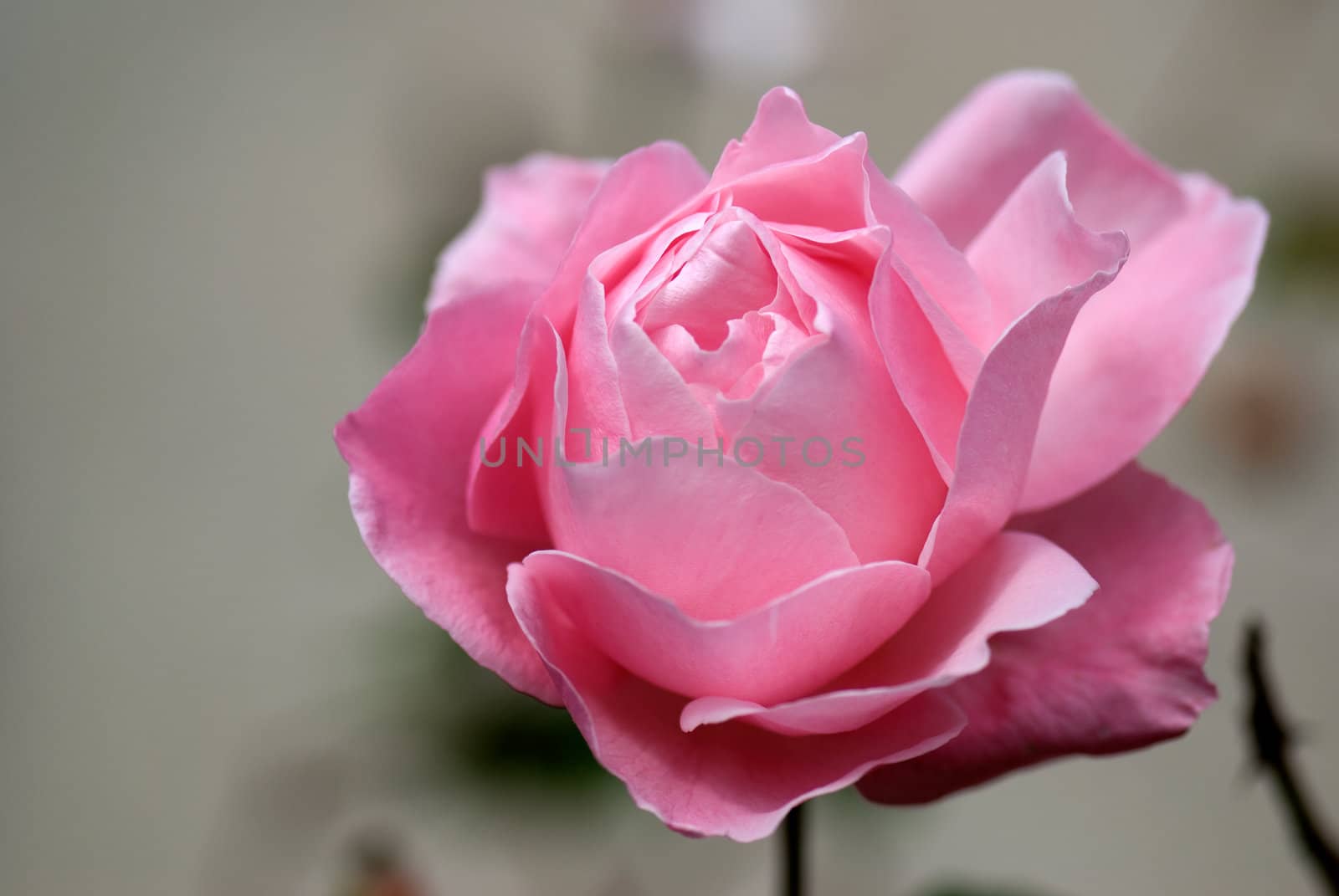 A Macro image of a delicate pink rose.