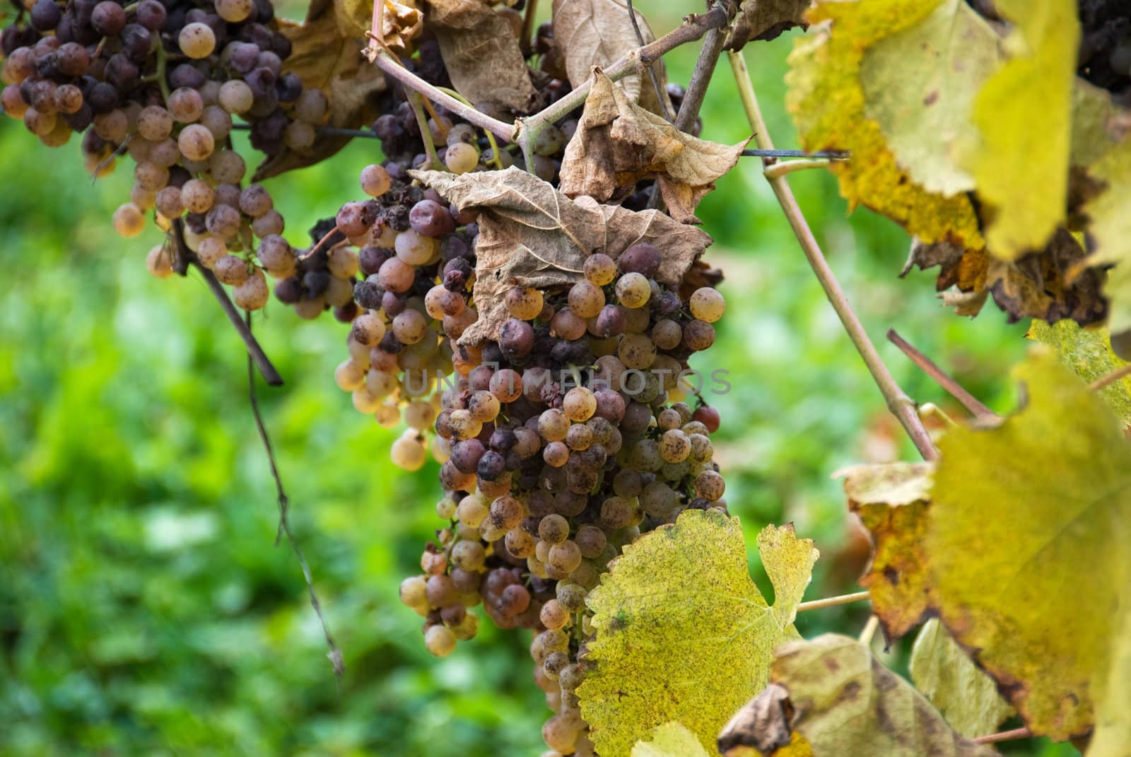 Gros Manseng and Petit Manseng grapes are grown for Jurancon wine in Southwest France.