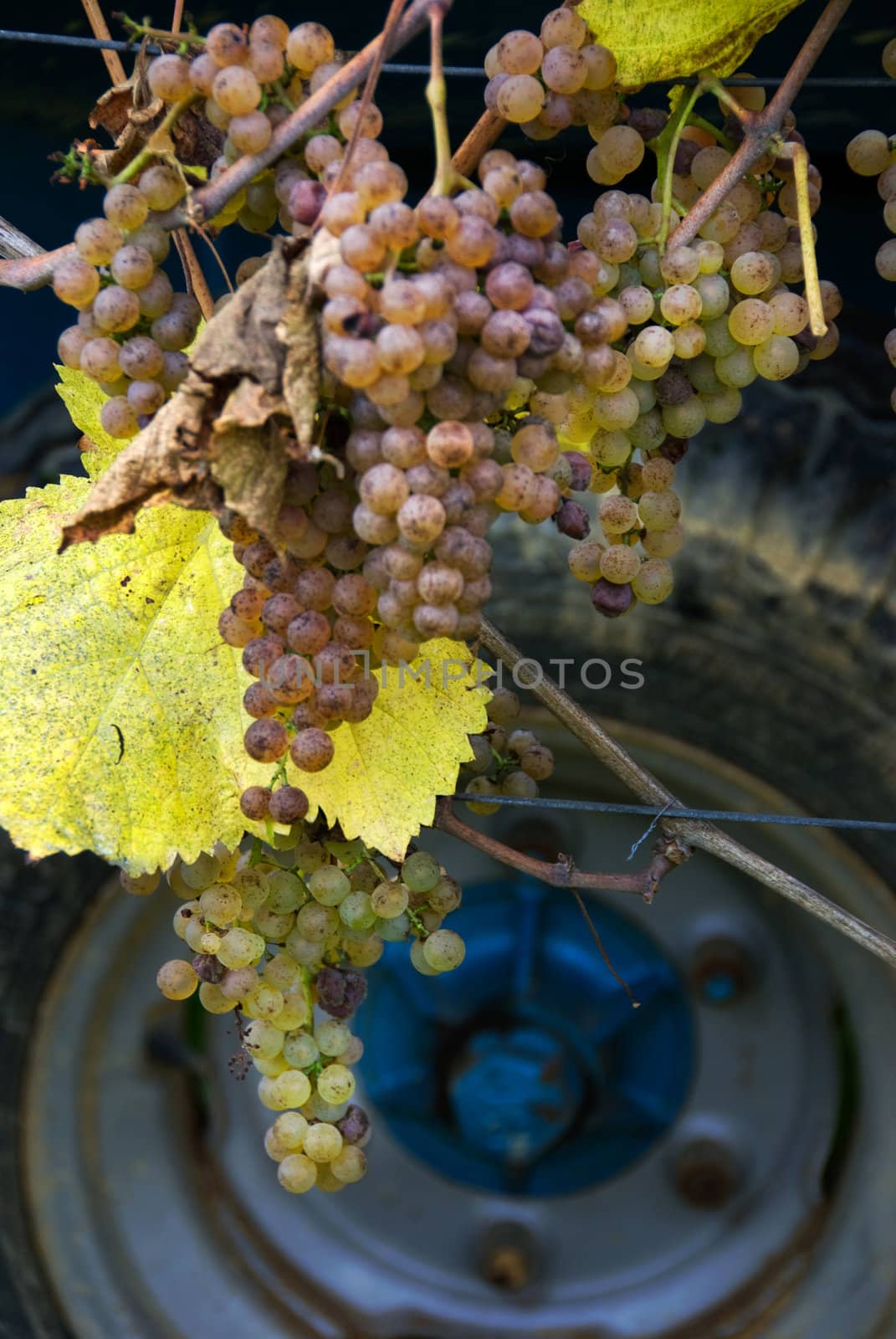 Grapes and Tractor by ACMPhoto