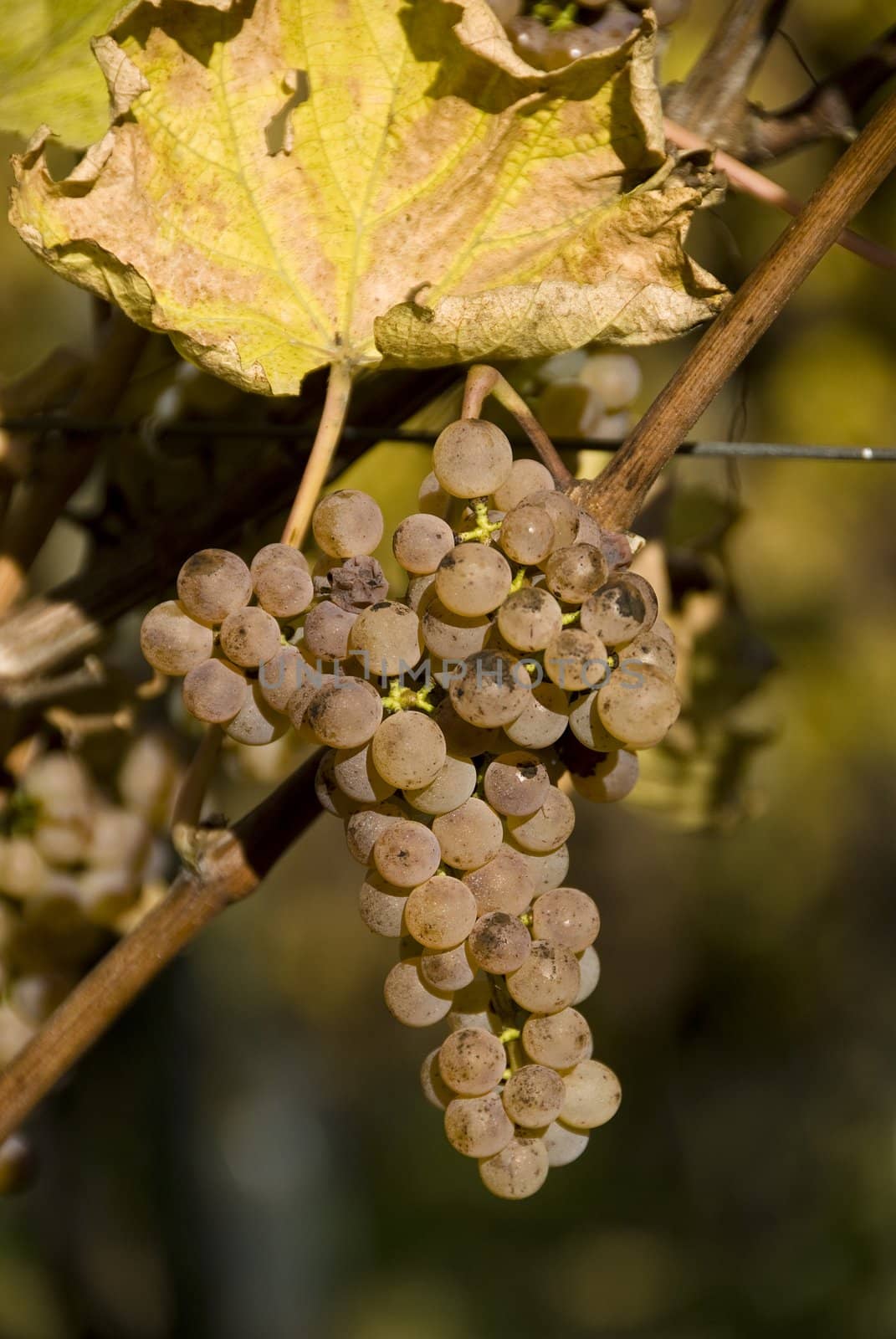 Gros Manseng grapes are used in the making of Jurancon wine in the southwest of France.