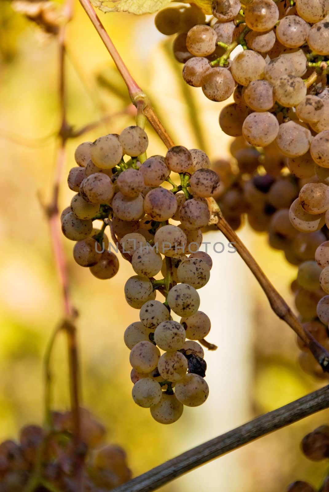 Gros Manseng and Petit Manseng grapes are grown for Jurancon wine in Southwest France.
