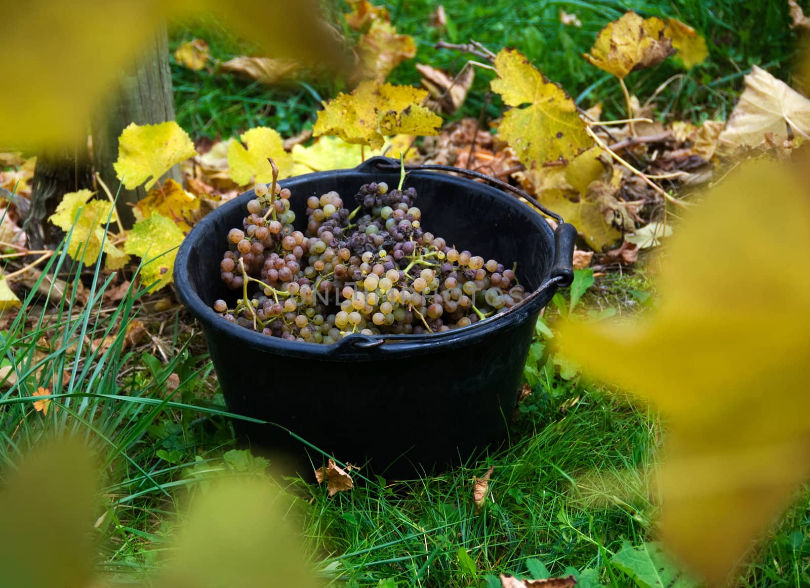 A pail is laden with Gros and Petit Manseng grapes ready to make Jurnacon wine in Southwest France.