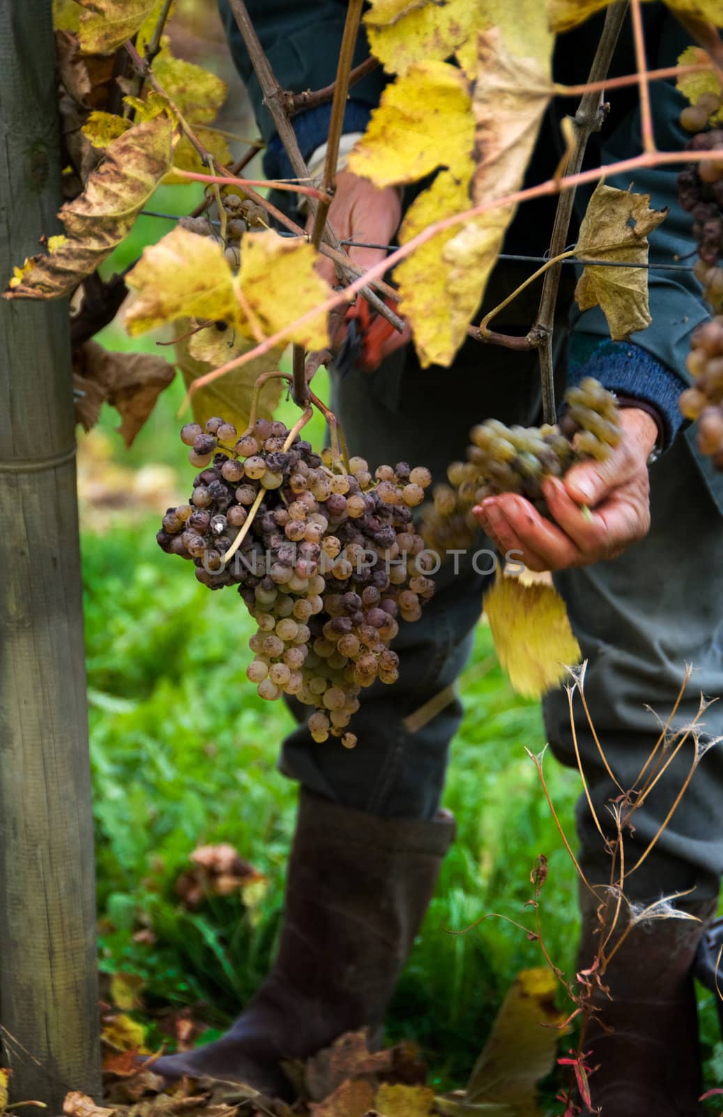 Gros and Petit Manseng grapes are harvested in Southwest France for sweet white Jurancon wines.