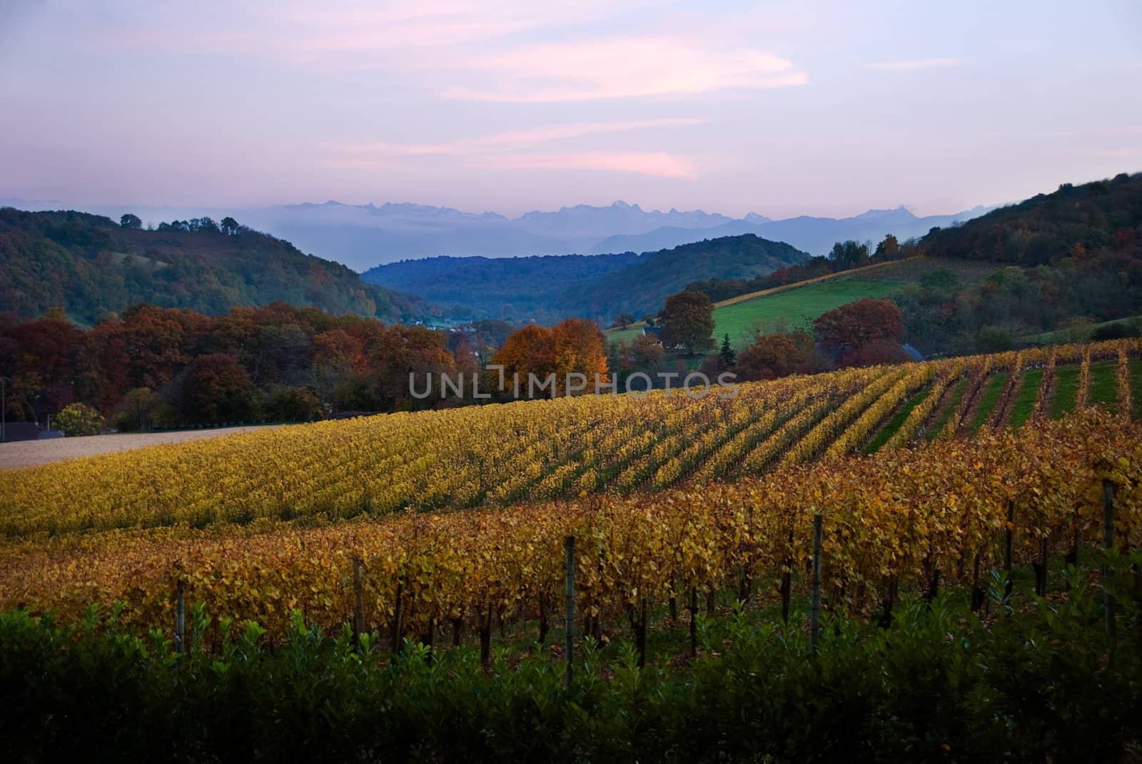 Vinyards thrive at the base of the Pyrenees mountain range in Aquitaine France.