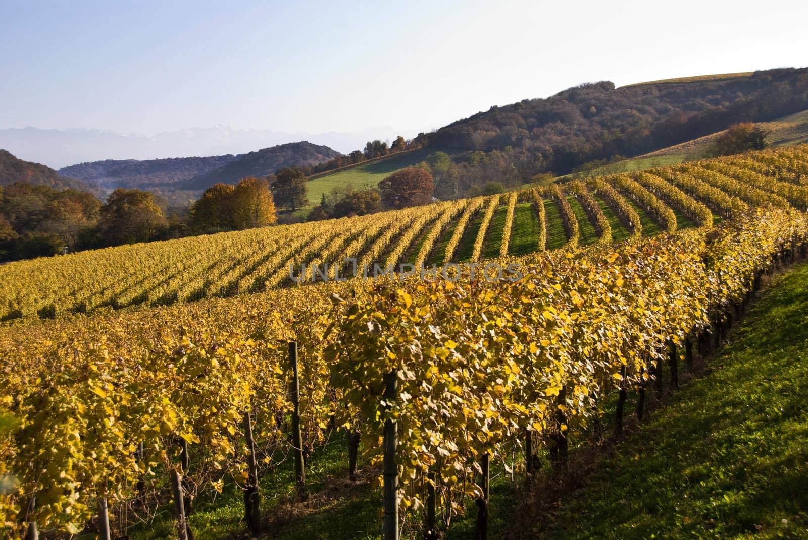 The vineyards in the Jurancon region of Southwest France, grow Gros Manseng and Petit Manseng grapes for sweet white wine.
