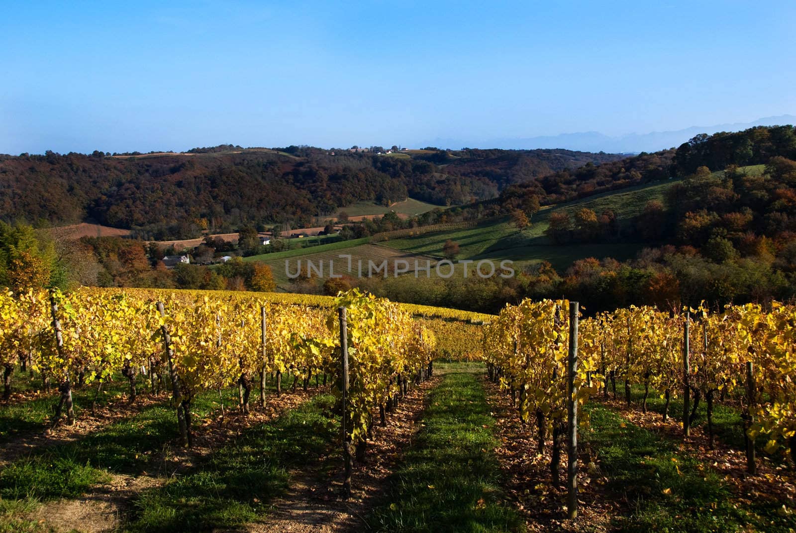 The vineyards in the Jurancon region of Southwest France, grow Gros Manseng and Petit Manseng grapes for sweet white wine.