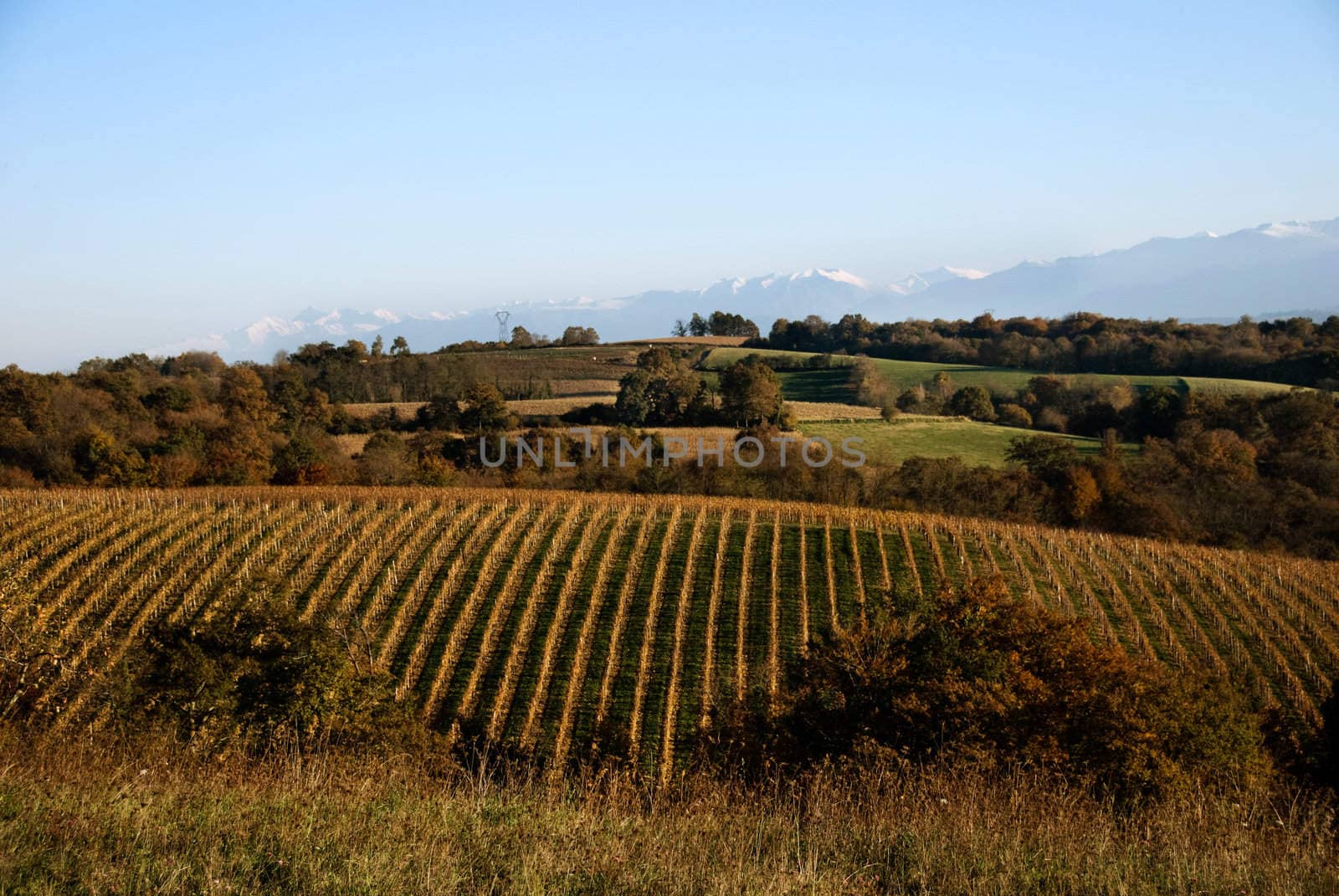 Vinyards thrive at the base of the Pyrenees mountain range in Aquitaine France.