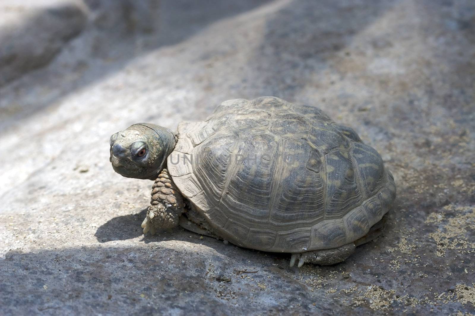 A nice shot of a friendly looking turtle.