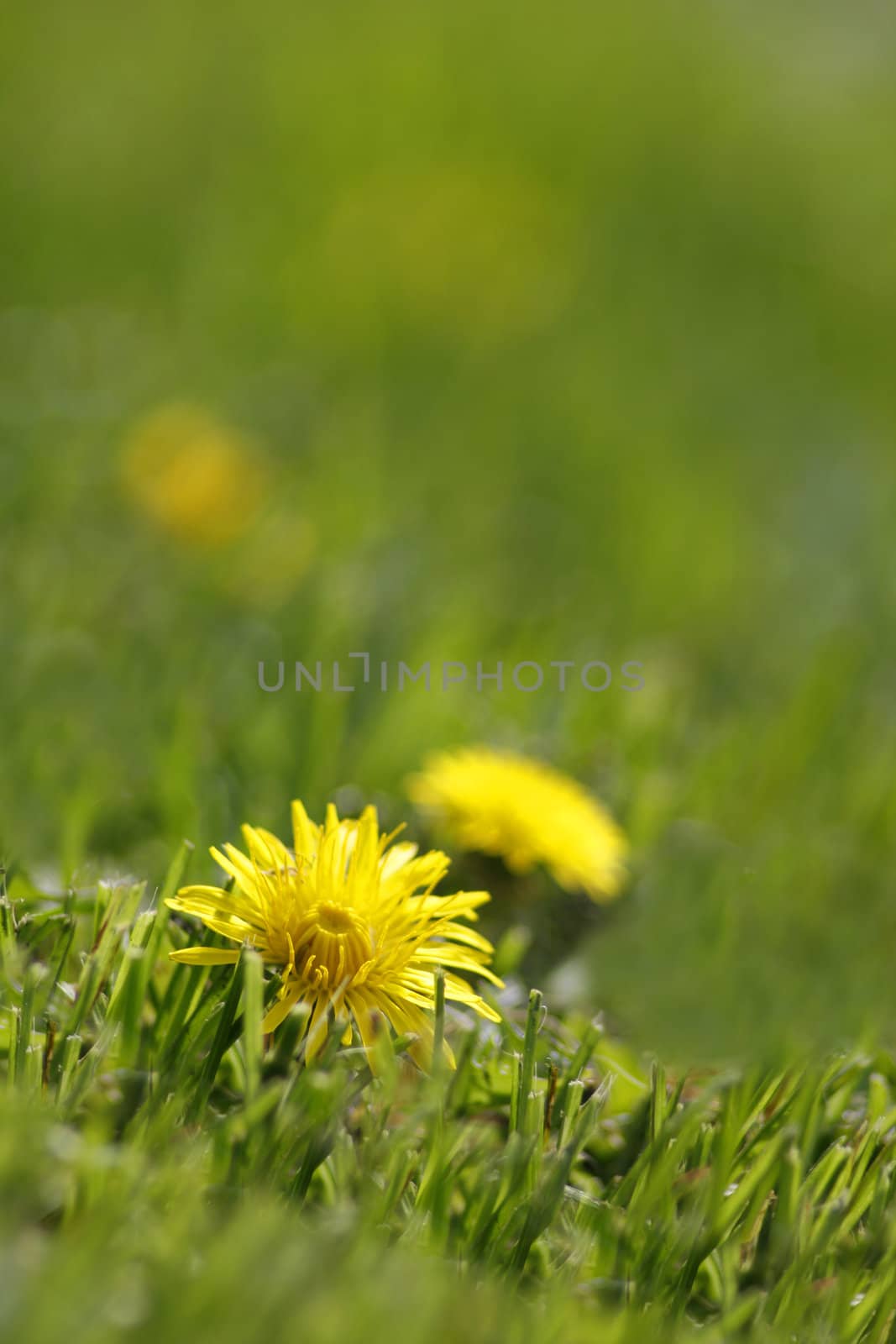 Yellow dandelions in the green grass