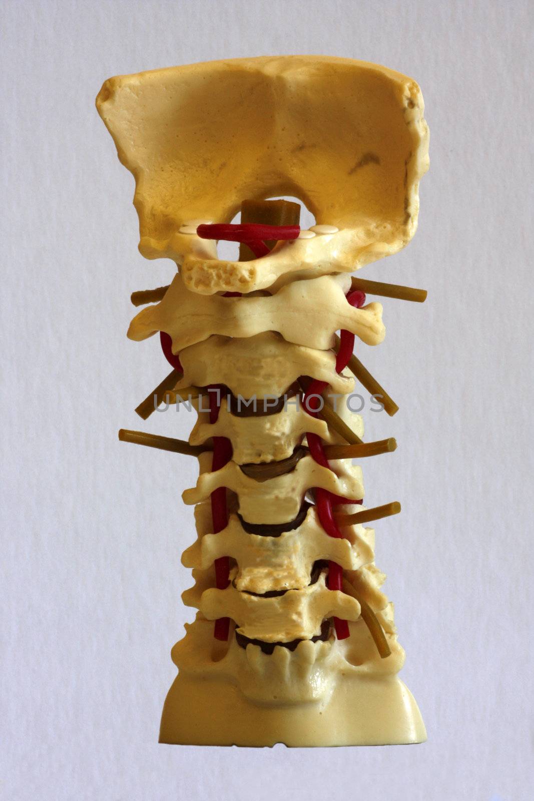 Model of a human spine