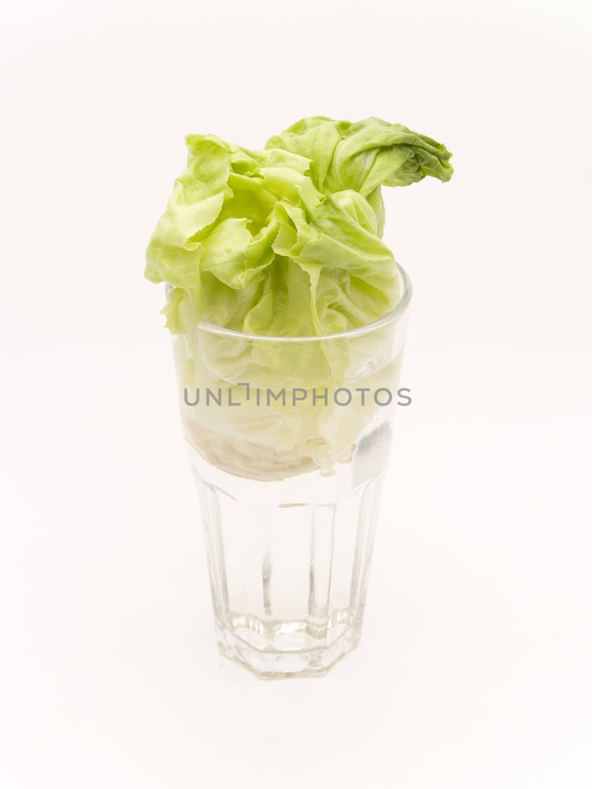 glass with lettuce by lauria