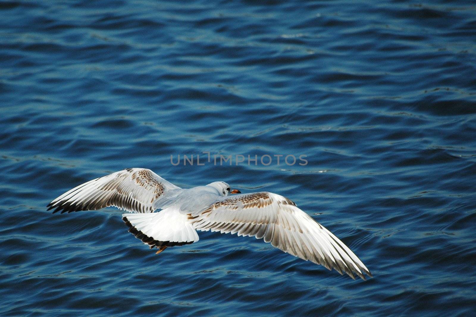 seagull flying above  wave of blue lake