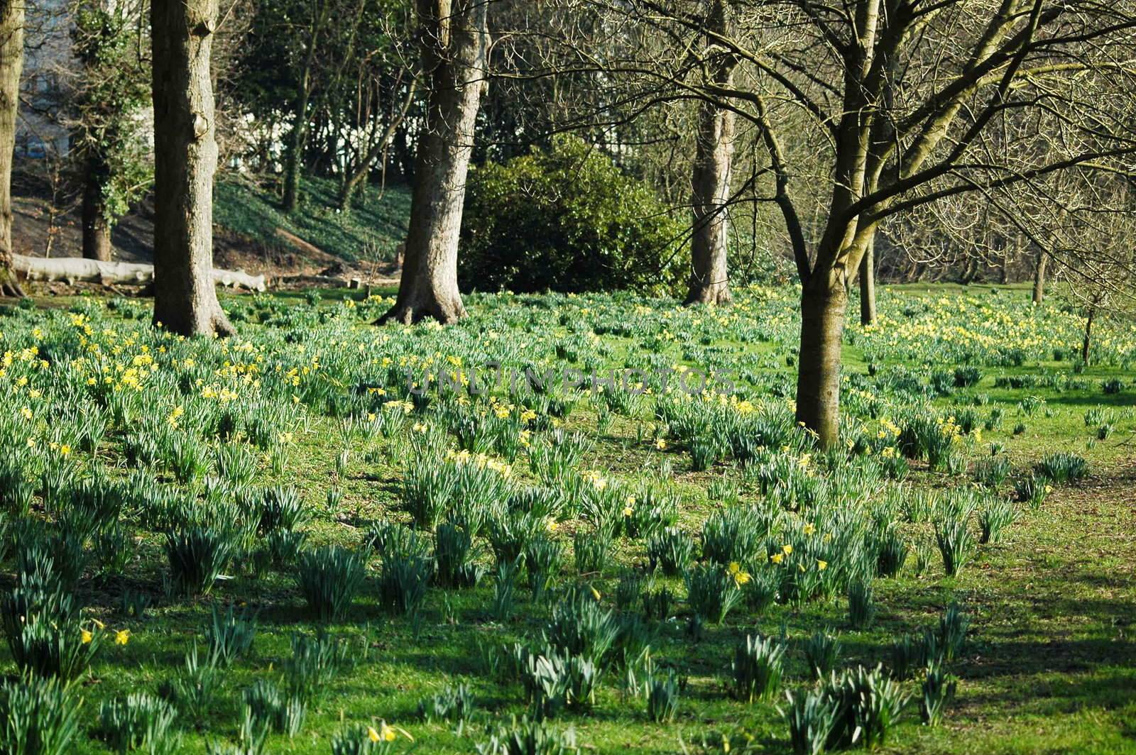 shot of the Cardiff park with grass and flower in bloom