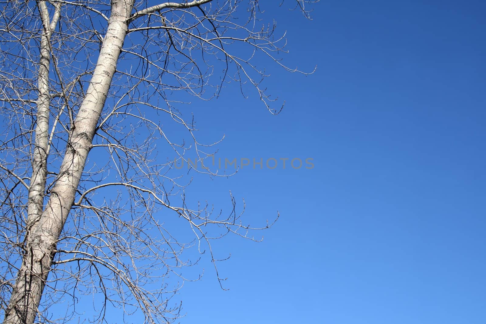 Aspen tree in spring against the blue sky, with copy space.