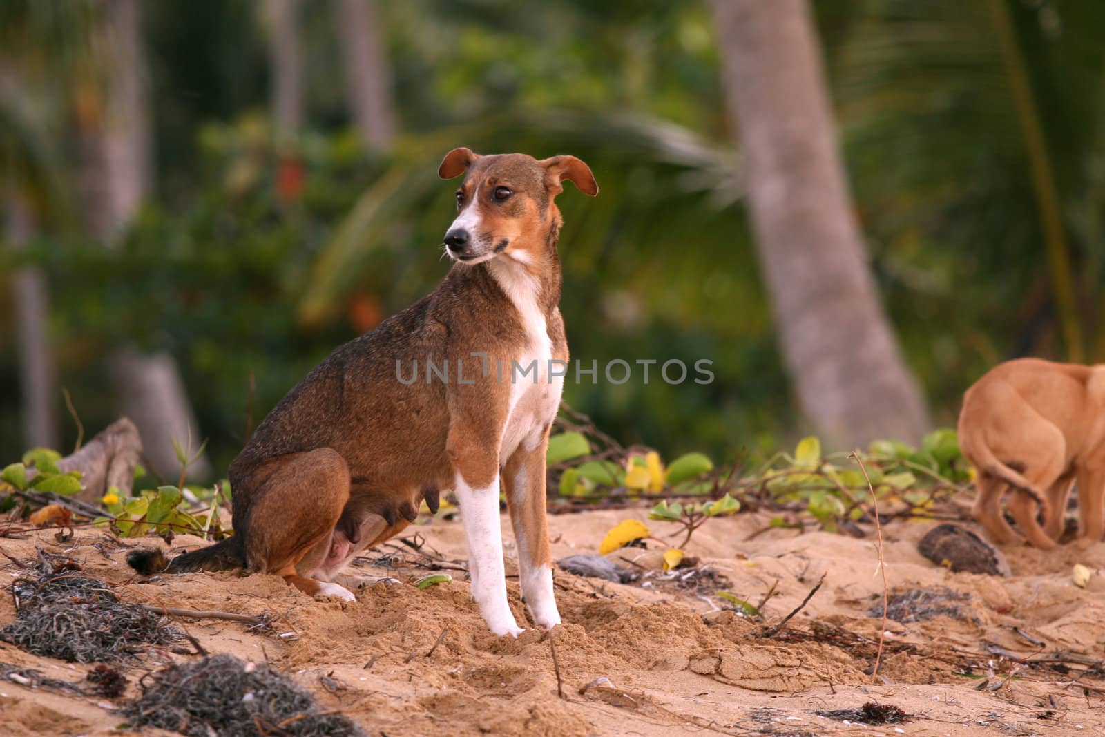 hound sitting in the sand at the beach