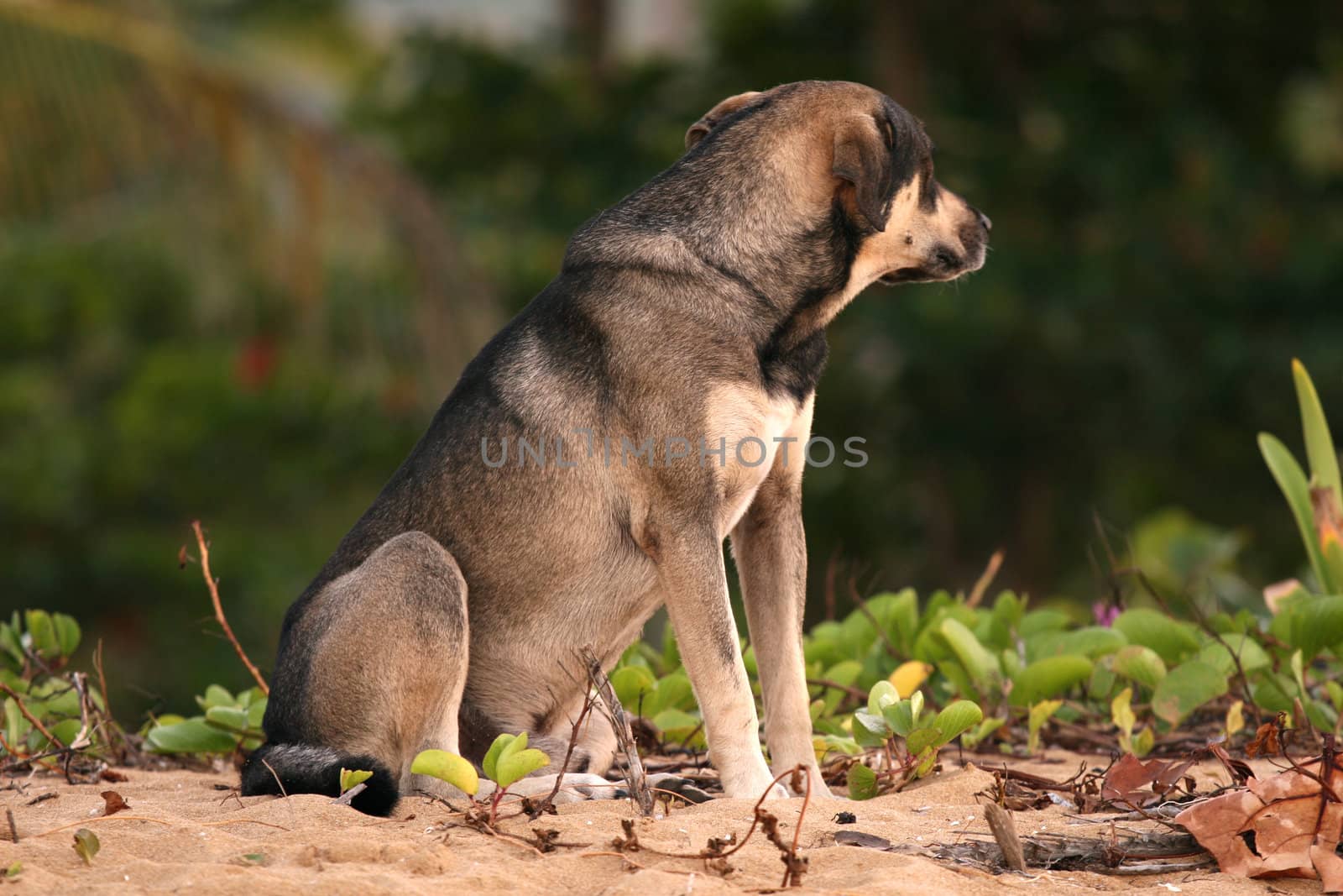 hound sitting in the sand on the beach