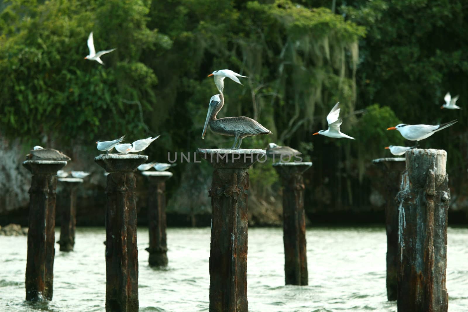 pelican and birds in park of caribbean sea
