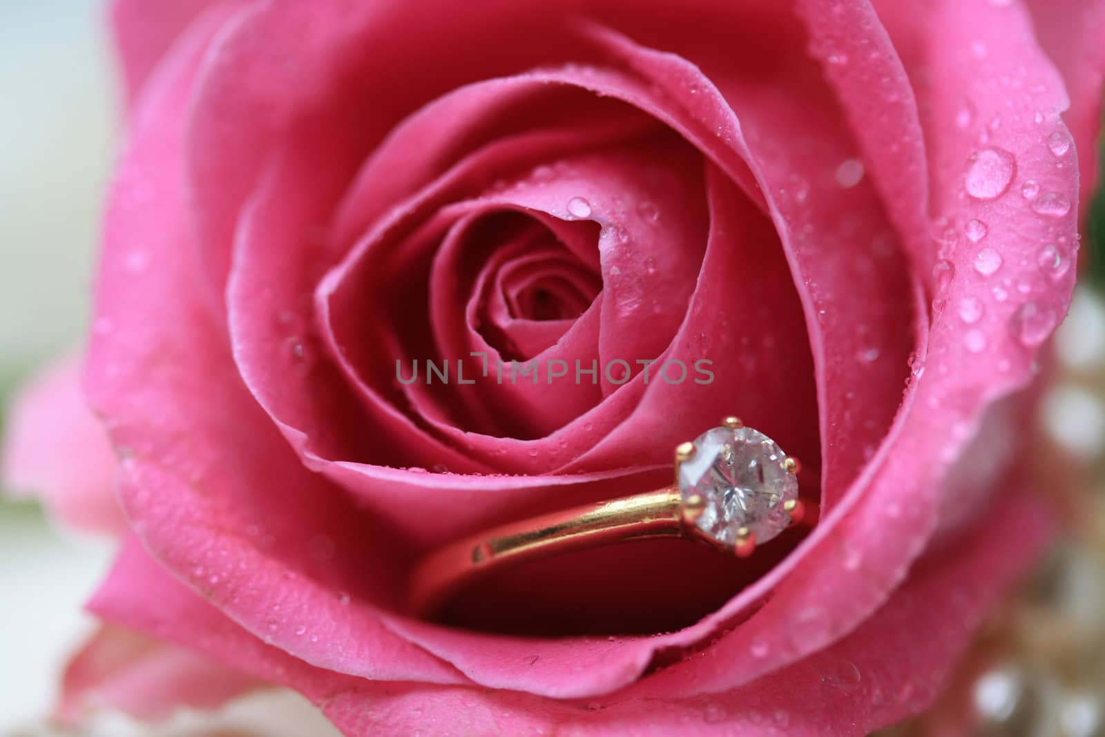 A diamond engagement ring in a rose with the tears of a bride