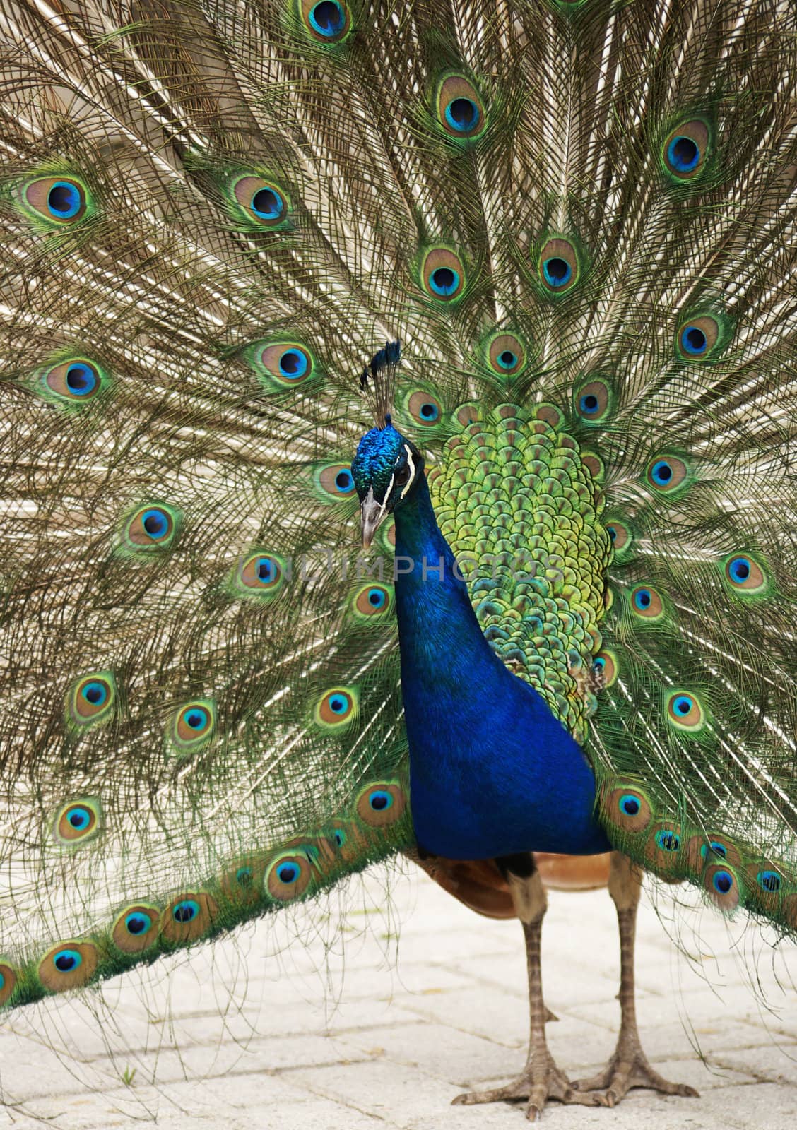 Peacock showing its wonderful colored feathers.         
