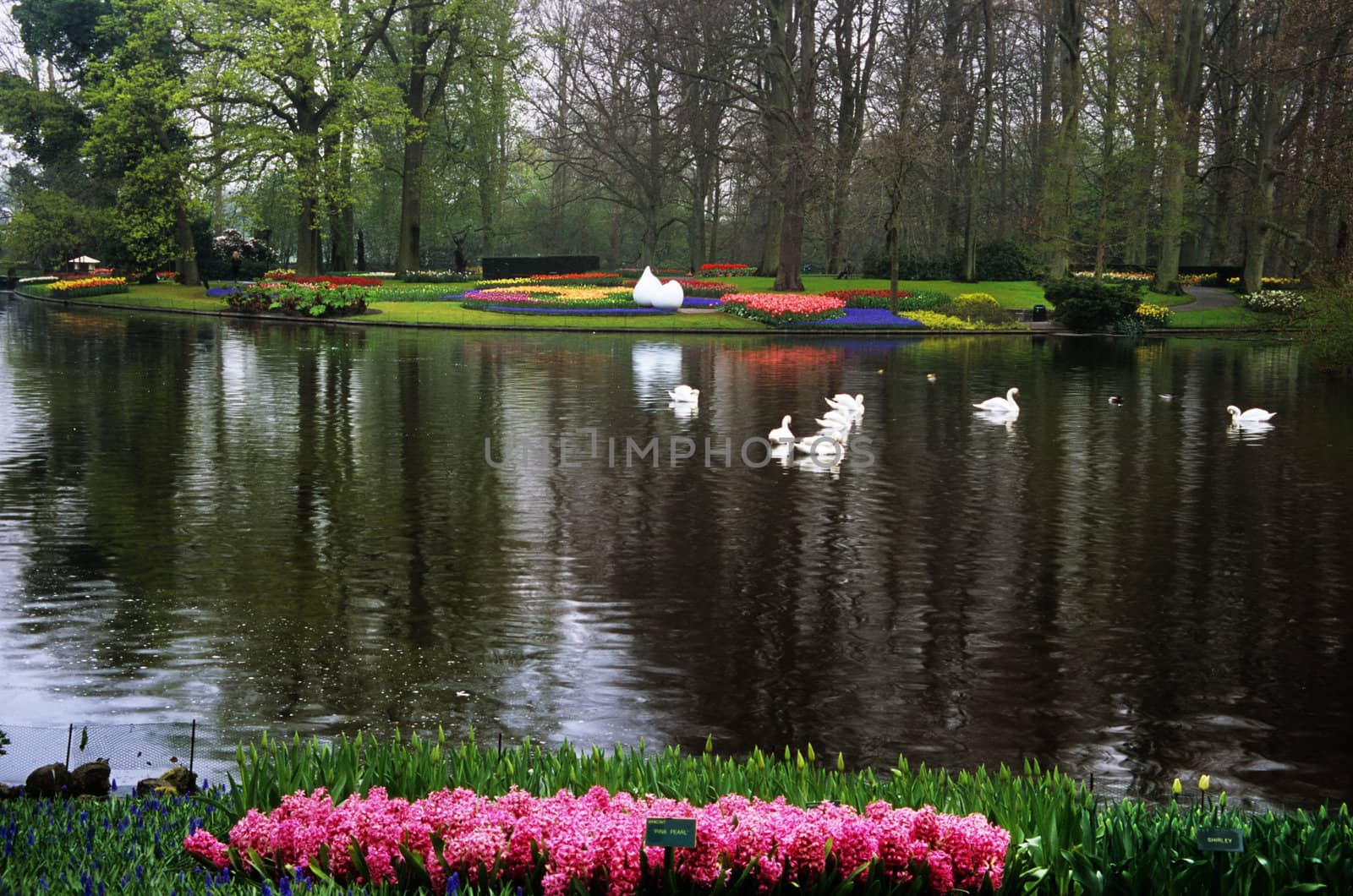 Swans at Keukenhof by ACMPhoto